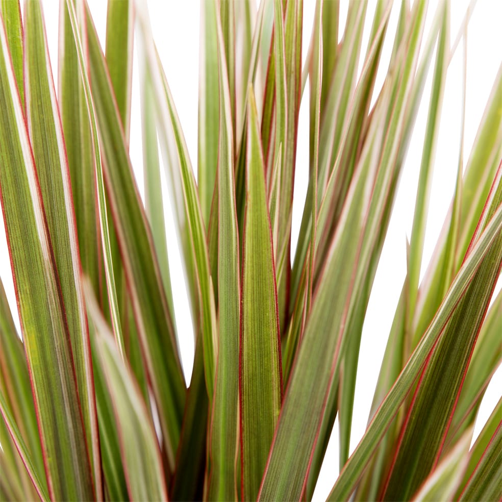 Dracaena Marginata 'Bicolour' (Drakenbloedboom) - 2 stuks ↑ 75 cm ⌀ 17 cm - Afbeelding 4