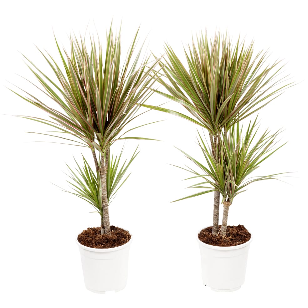 Dracaena Marginata 'Bicolour' (Drakenbloedboom) - 2 stuks ↑ 75 cm ⌀ 17 cm