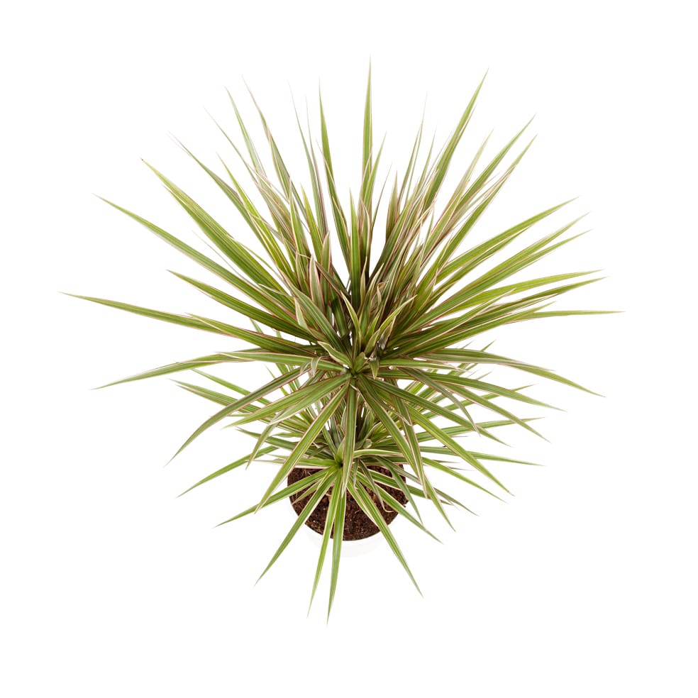 Dracaena Marginata 'Bicolour' (Drakenbloedboom) - 2 stuks ↑ 75 cm ⌀ 17 cm - Afbeelding 3