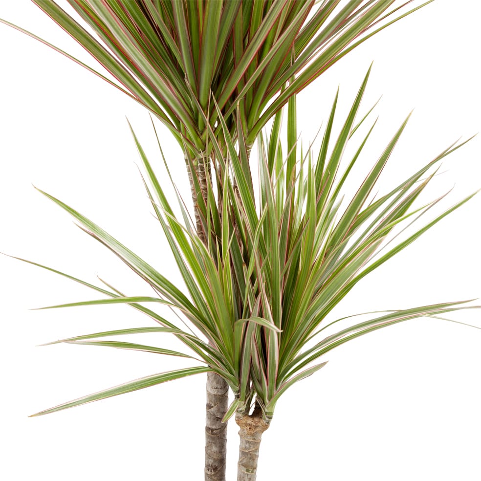 Dracaena Marginata 'Bicolour' (Drakenbloedboom) - 2 stuks ↑ 75 cm ⌀ 17 cm - Afbeelding 5