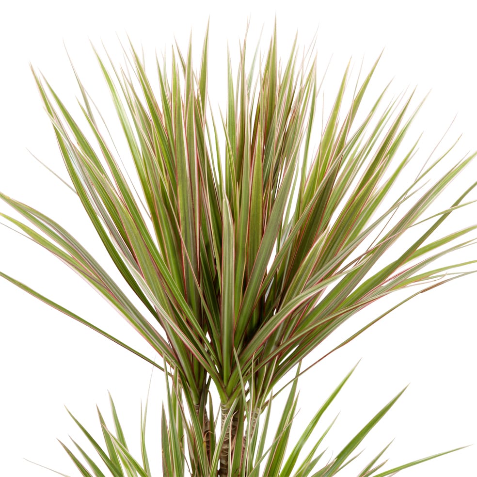 Dracaena Marginata 'Bicolour' (Drakenbloedboom) - 2 stuks ↑ 75 cm ⌀ 17 cm - Afbeelding 6
