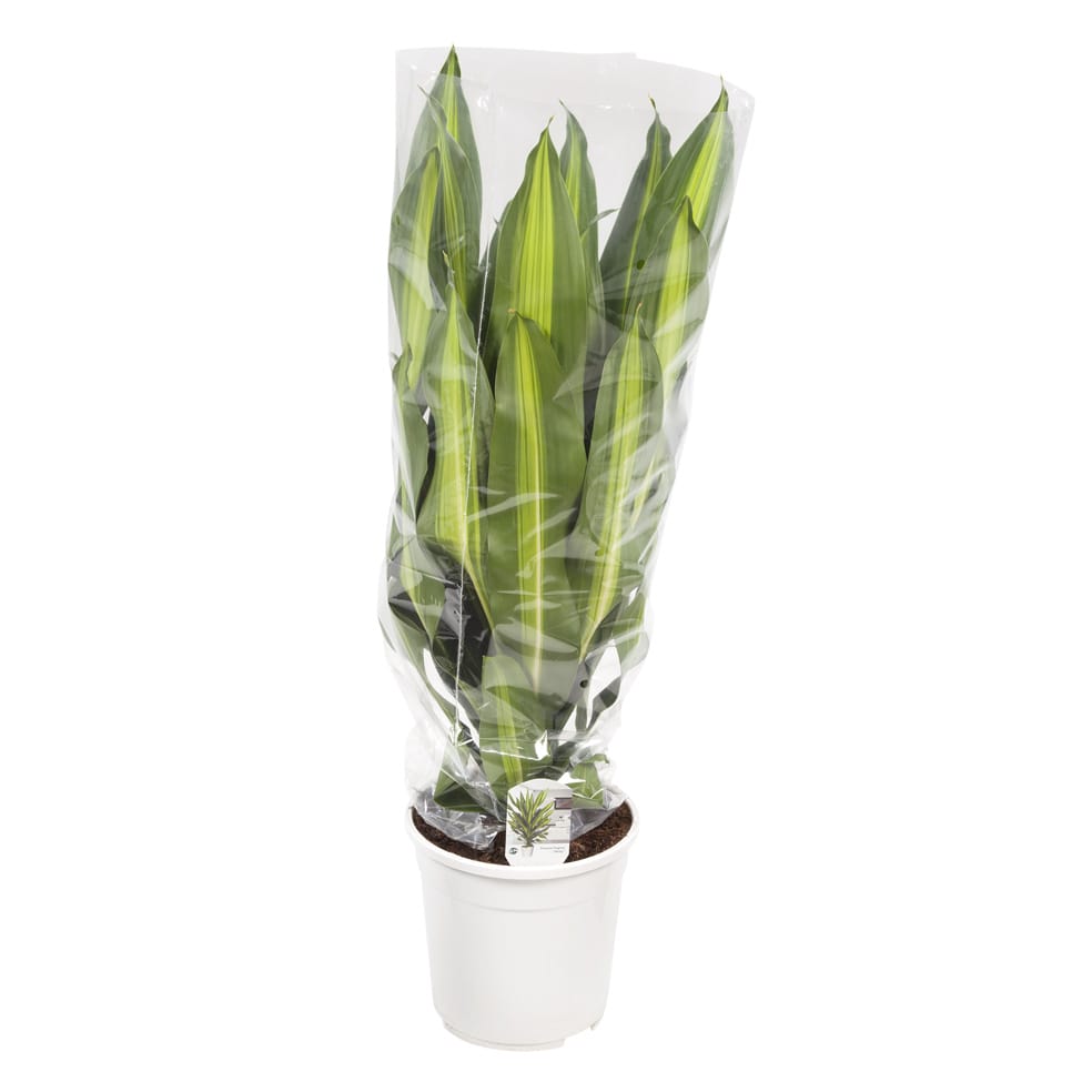 Dracaena 'Burley' (Drakenbloedboom) ↑ 105 cm ⌀ 24 cm - Afbeelding 9