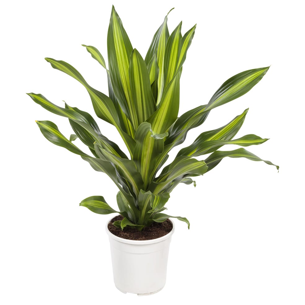 Dracaena 'Burley' (Drakenbloedboom) ↑ 105 cm ⌀ 24 cm