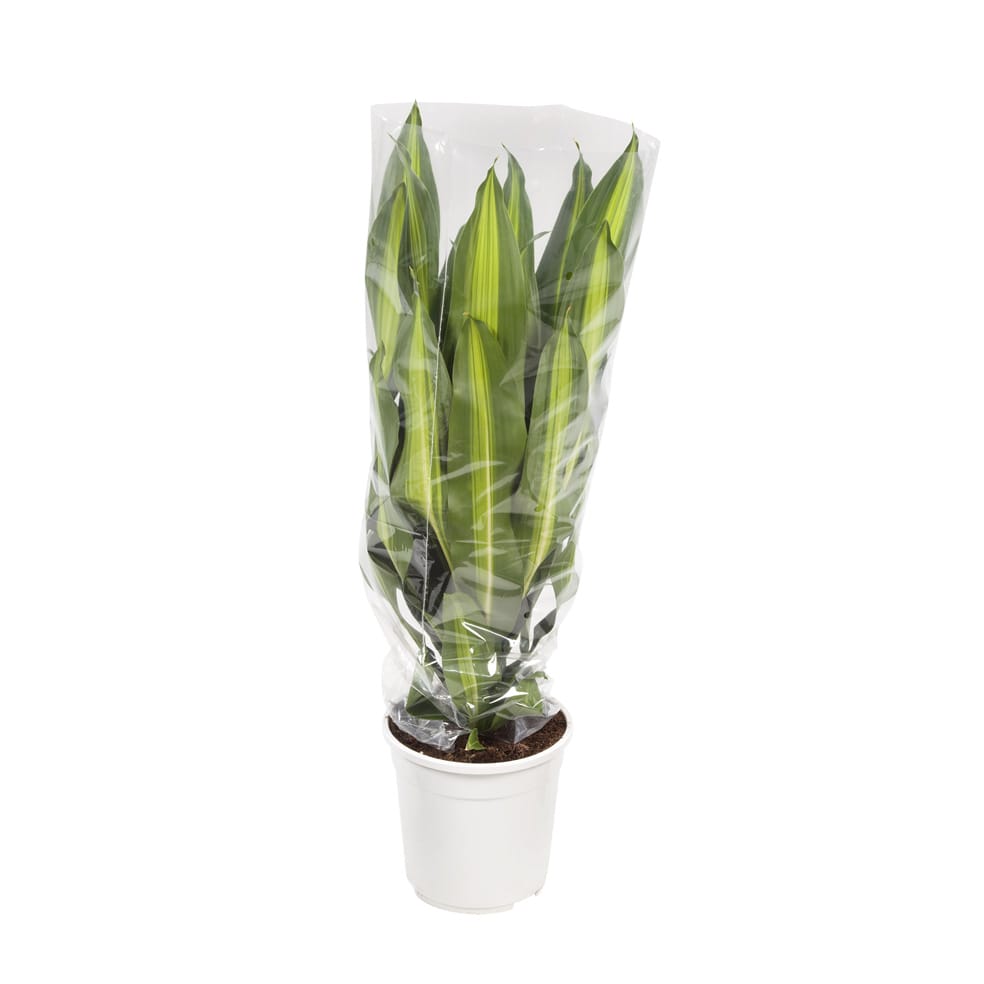 Dracaena 'Burley' (Drakenbloedboom) ↑ 105 cm ⌀ 24 cm - Afbeelding 10