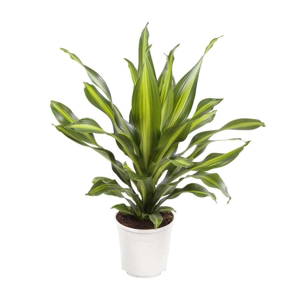 Dracaena 'Burley' (Drakenbloedboom) ↑ 105 cm ⌀ 24 cm - Afbeelding 5