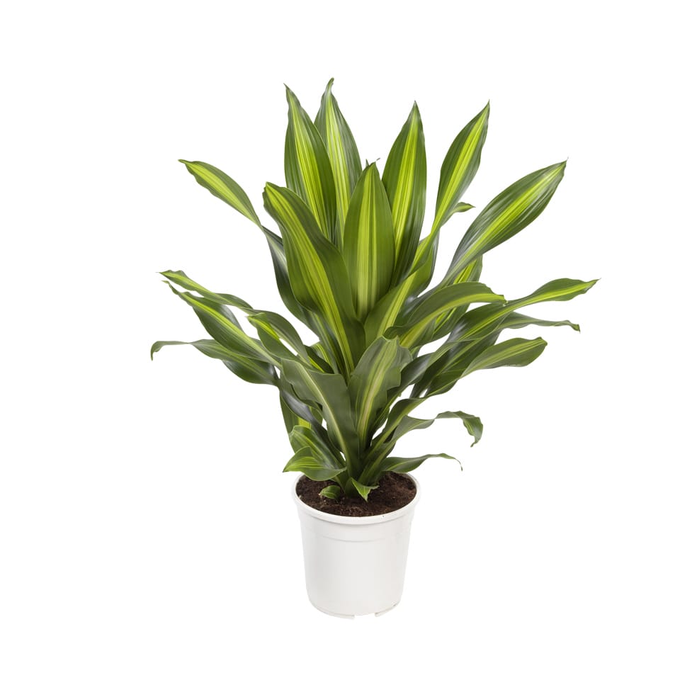 Dracaena 'Burley' (Drakenbloedboom) ↑ 105 cm ⌀ 24 cm - Afbeelding 4