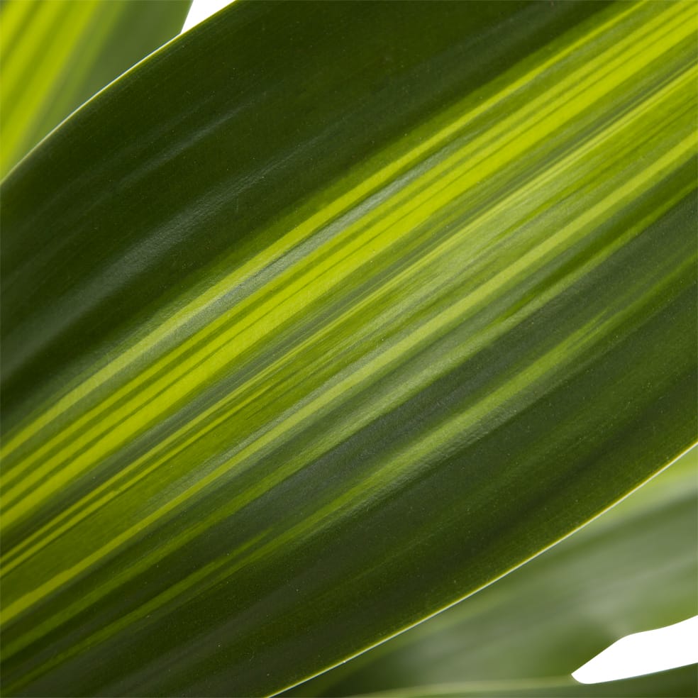 Dracaena 'Burley' (Drakenbloedboom) ↑ 105 cm ⌀ 24 cm - Afbeelding 7