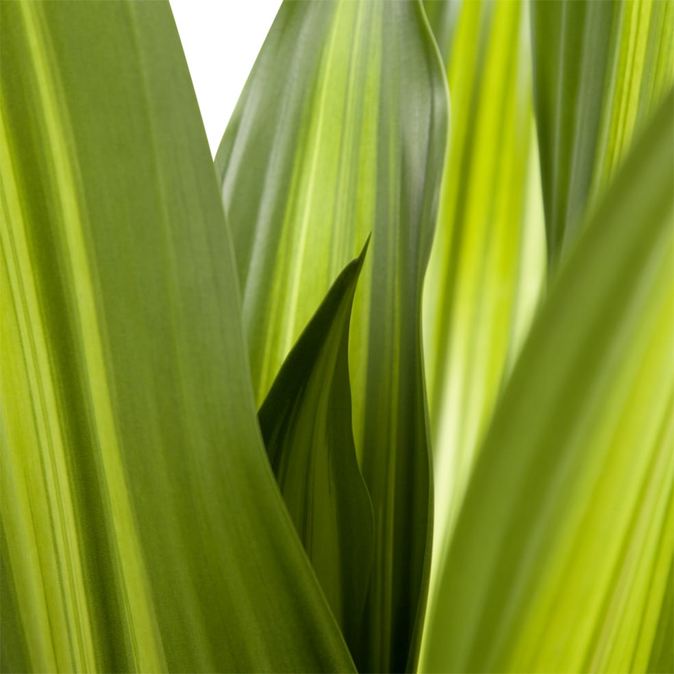 Dracaena 'Burley' (Drakenbloedboom) ↑ 105 cm ⌀ 24 cm - Afbeelding 6