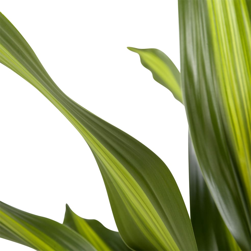 Dracaena 'Burley' (Drakenbloedboom) ↑ 105 cm ⌀ 24 cm - Afbeelding 8