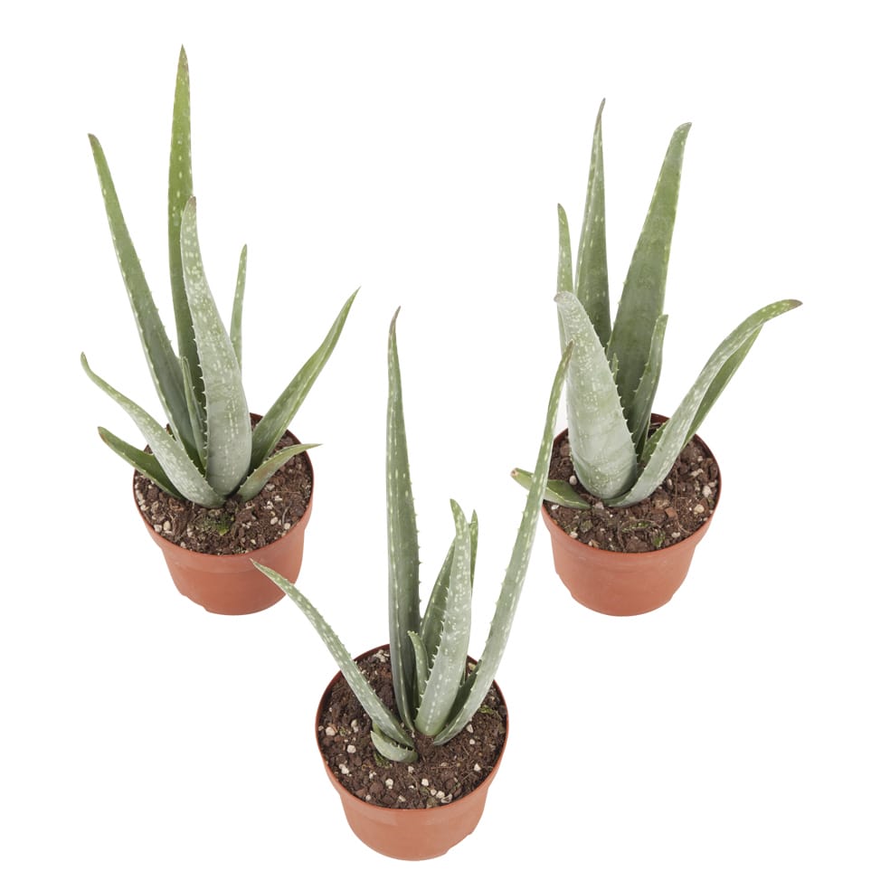 Aloe Vera plant - 3 stuks ↑ 25 cm ⌀ 12 cm - Afbeelding 3