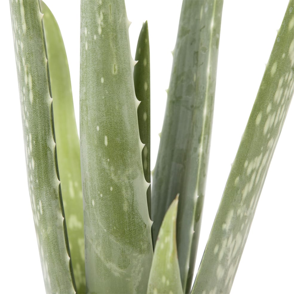 Aloe Vera plant - 3 stuks ↑ 25 cm ⌀ 12 cm - Afbeelding 4