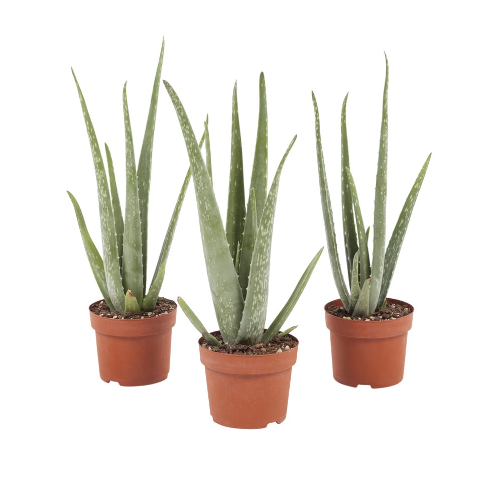 Aloe Vera plant - 3 stuks ↑ 25 cm ⌀ 12 cm