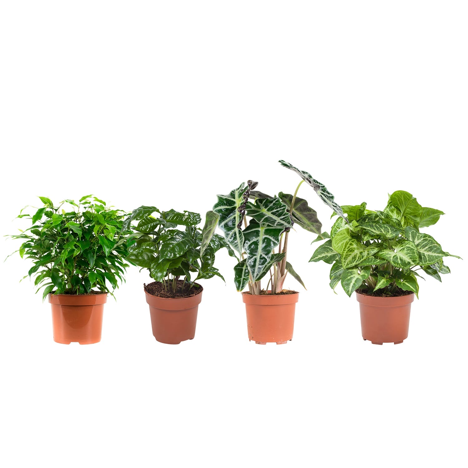 Kamerplanten pakket Ficus, Koffieplant, Olifantsoor, Syngonium Arrow - 4 stuks ↑ 25 cm ⌀ 12 cm