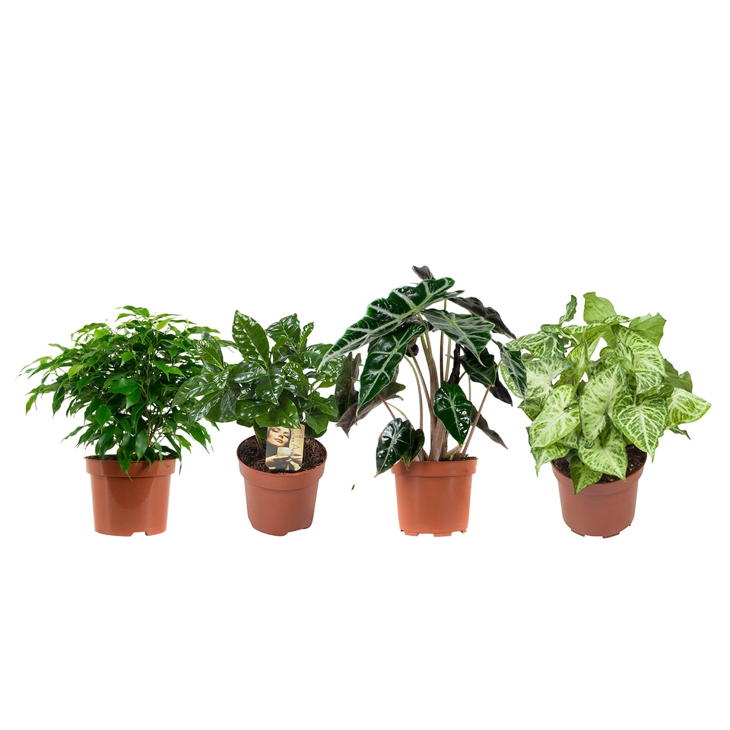 Kamerplanten pakket Ficus, Koffieplant, Olifantsoor, Syngonium Arrow - 4 stuks ↑ 25 cm ⌀ 12 cm - Afbeelding 3