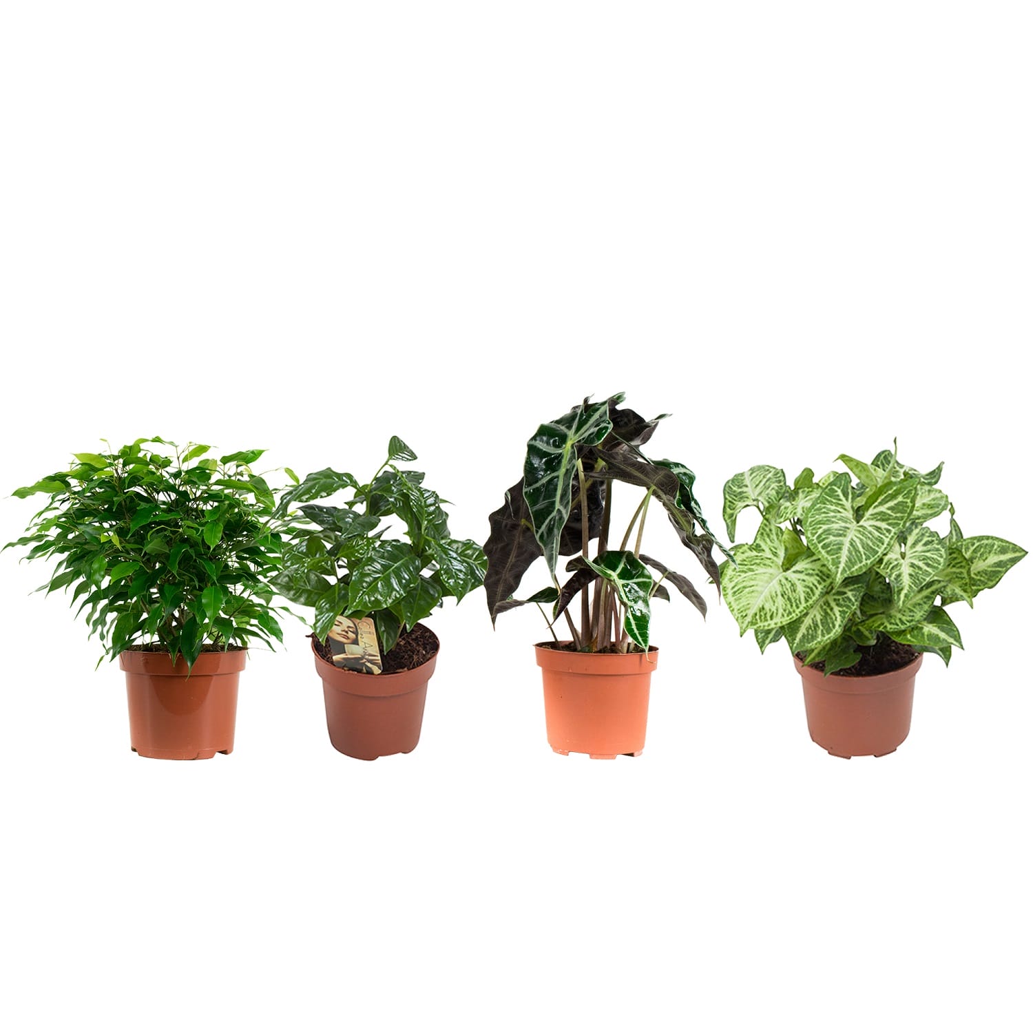 Kamerplanten pakket Ficus, Koffieplant, Olifantsoor, Syngonium Arrow - 4 stuks ↑ 25 cm ⌀ 12 cm - Afbeelding 4
