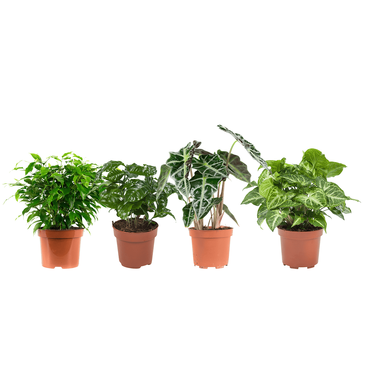 Kamerplanten pakket Ficus, Koffieplant, Olifantsoor, Syngonium Arrow - 4 stuks ↑ 25 cm ⌀ 12 cm - Afbeelding 6