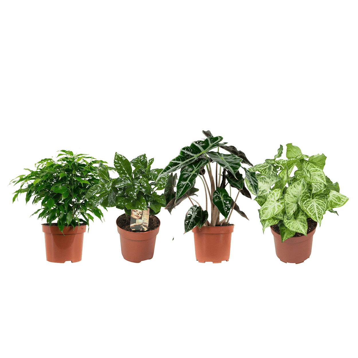 Kamerplanten pakket Ficus, Koffieplant, Olifantsoor, Syngonium Arrow - 4 stuks ↑ 25 cm ⌀ 12 cm - Afbeelding 7