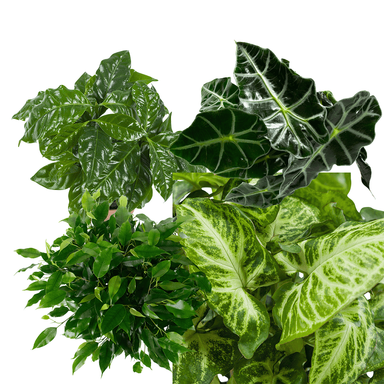 Kamerplanten pakket Ficus, Koffieplant, Olifantsoor, Syngonium Arrow - 4 stuks ↑ 25 cm ⌀ 12 cm - Afbeelding 9