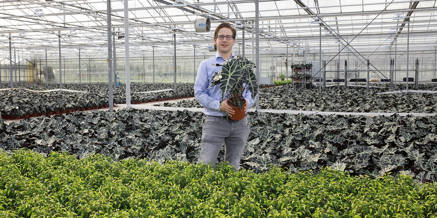 Kamerplanten pakket Ficus, Koffieplant, Olifantsoor, Syngonium Arrow - 4 stuks ↑ 25 cm ⌀ 12 cm - Afbeelding 10