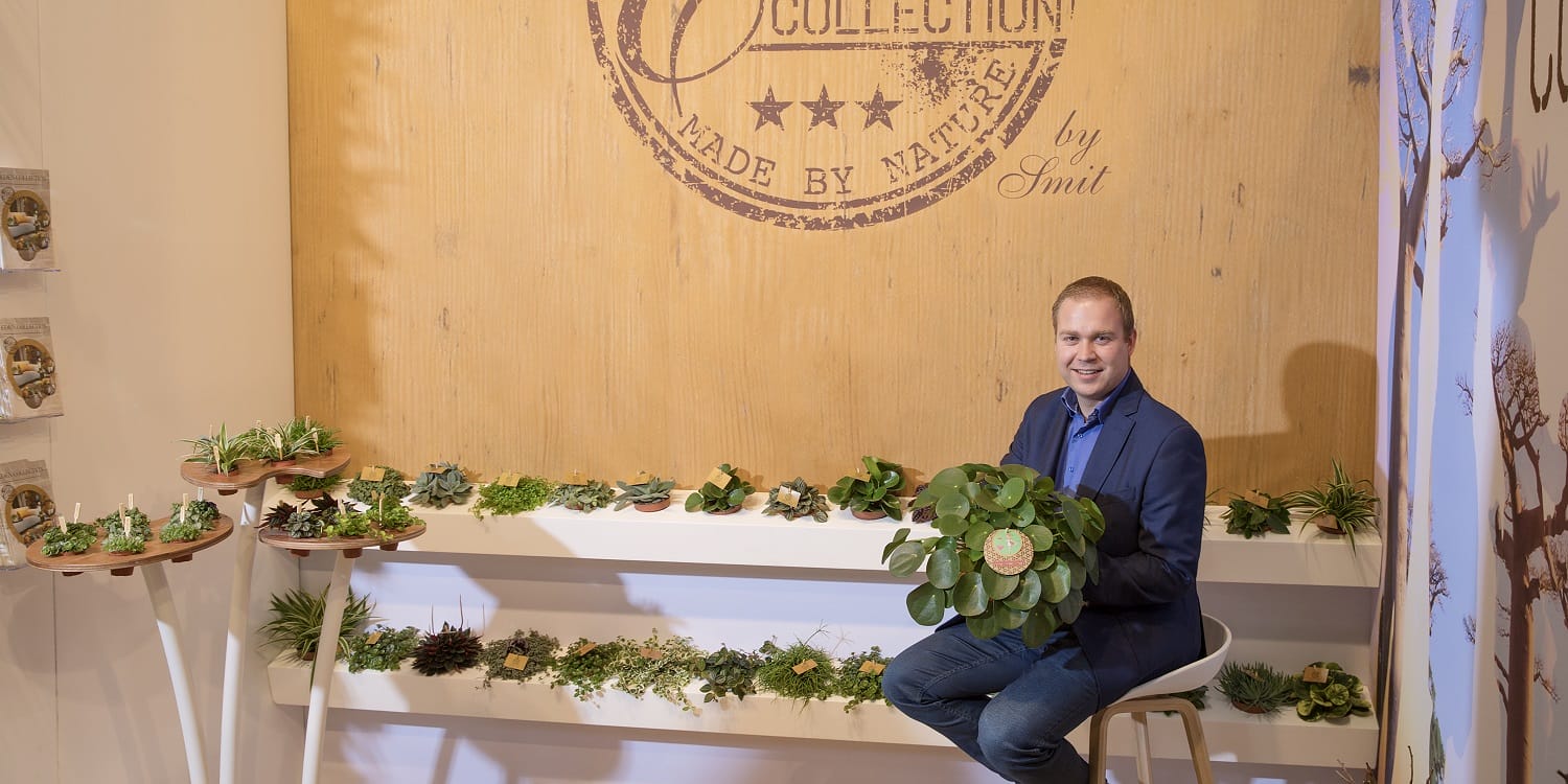 Senecio Himalaya - 3 stuks ↑ 25 cm ⌀ 12 cm - Afbeelding 7