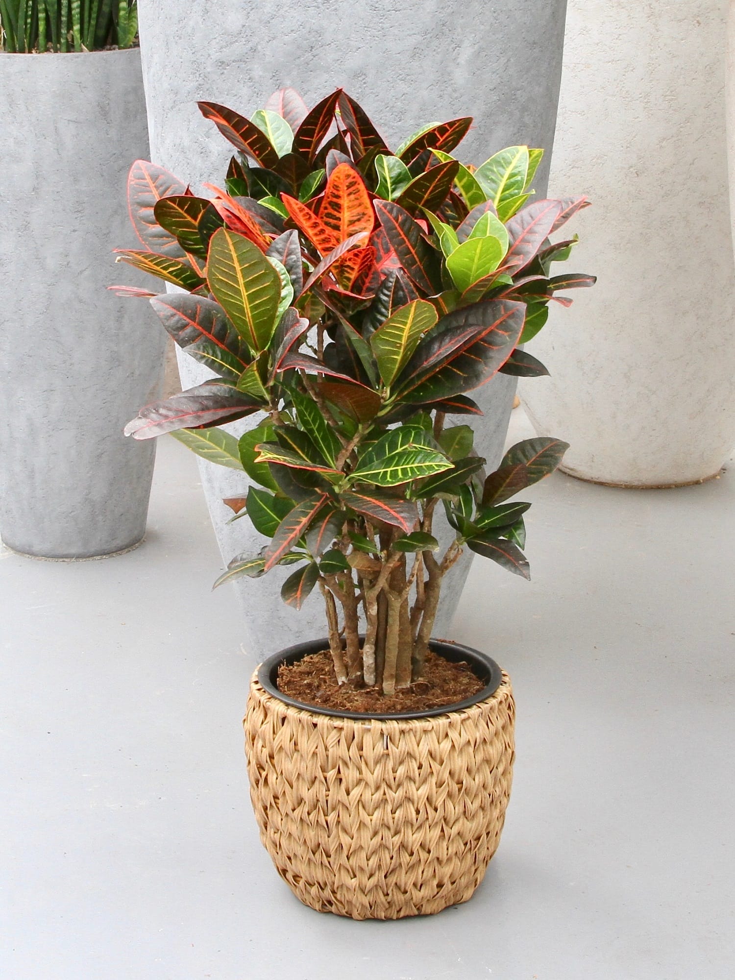 Croton Petra ↑ 110 cm ⌀ 27 cm - Afbeelding 7