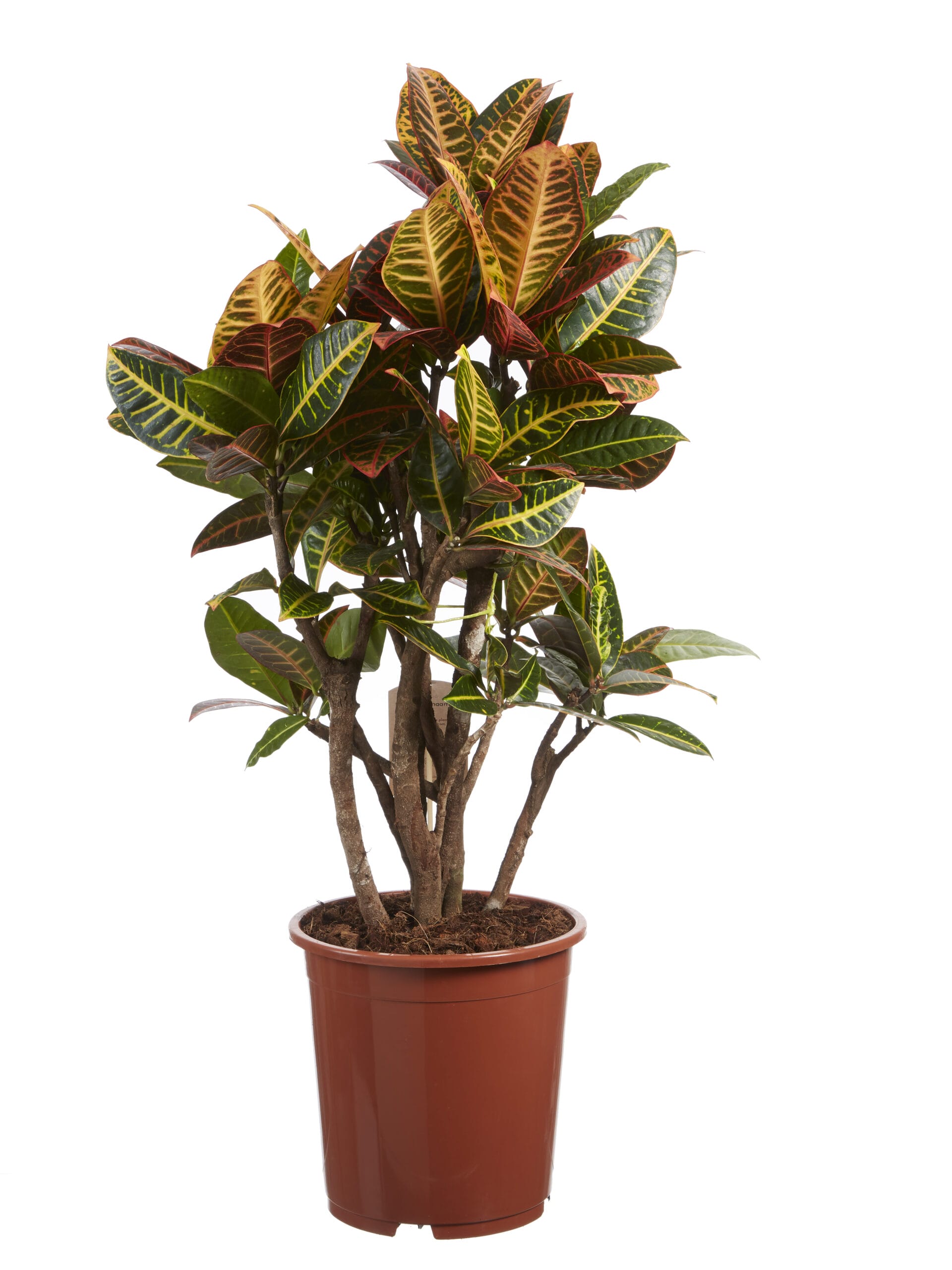 Croton Petra ↑ 110 cm ⌀ 27 cm