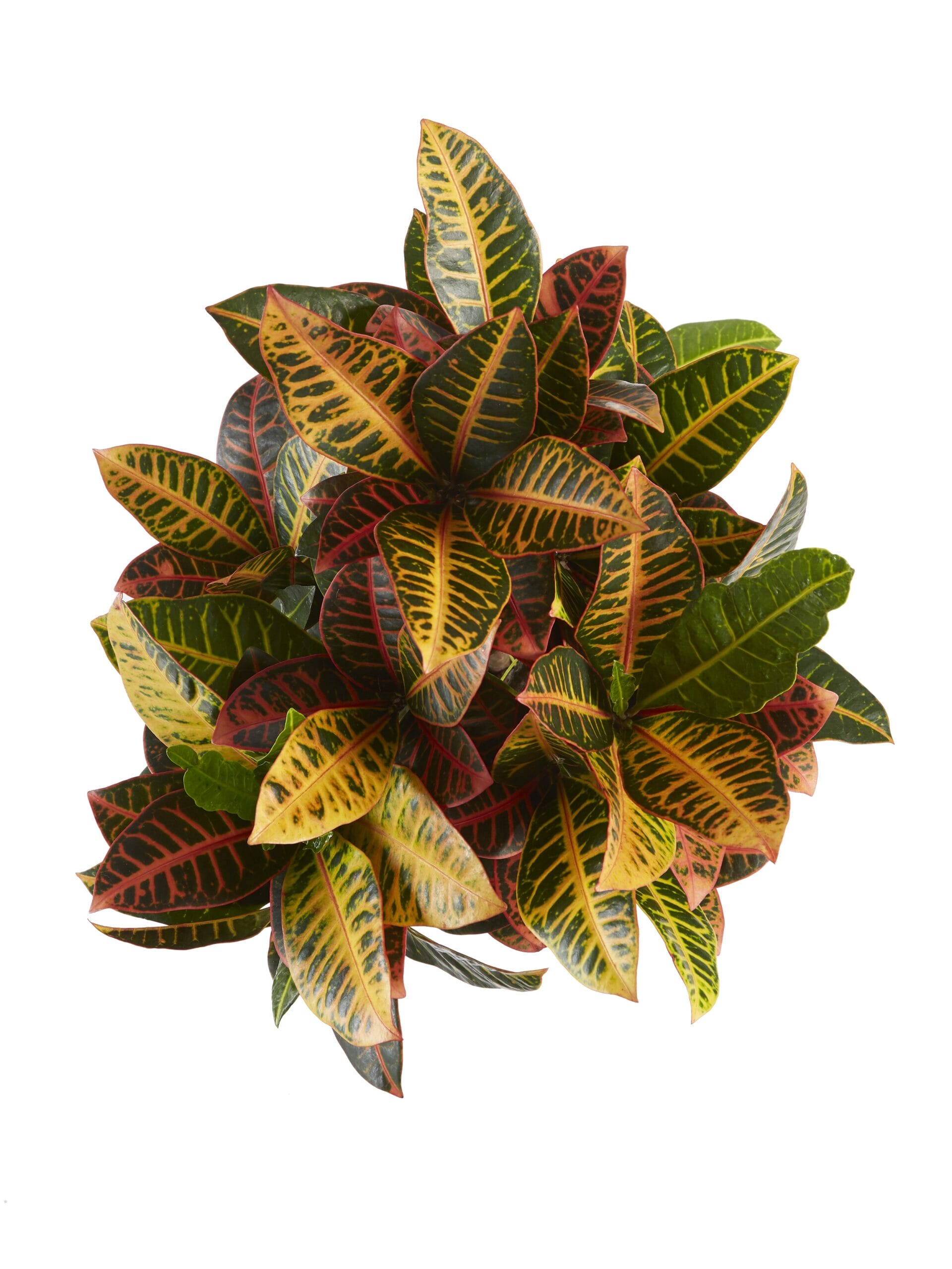 Croton Petra ↑ 110 cm ⌀ 27 cm - Afbeelding 5