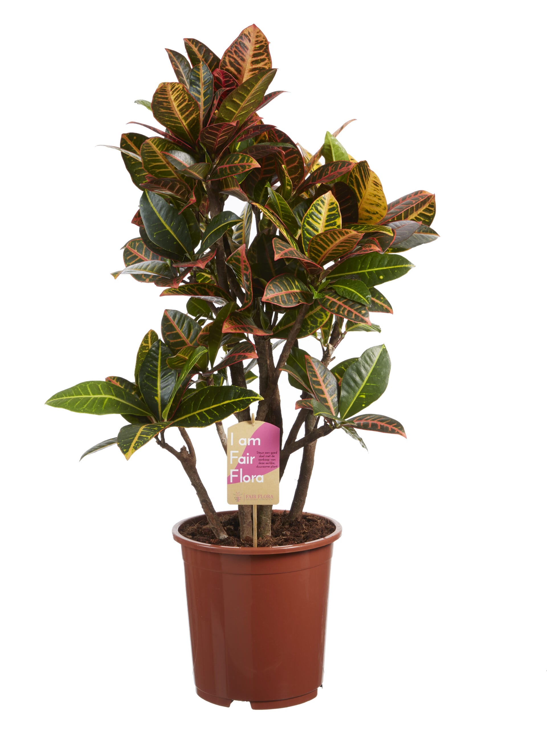 Croton Petra ↑ 110 cm ⌀ 27 cm - Afbeelding 3