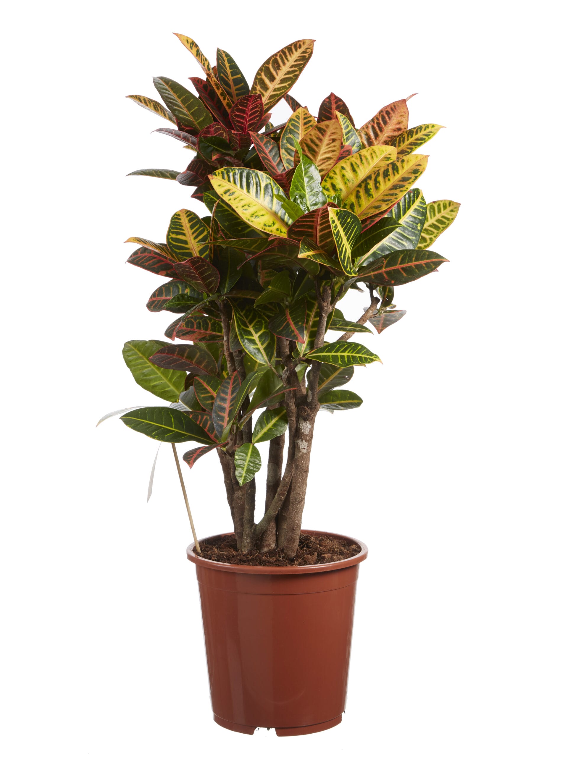 Croton Petra ↑ 110 cm ⌀ 27 cm - Afbeelding 4