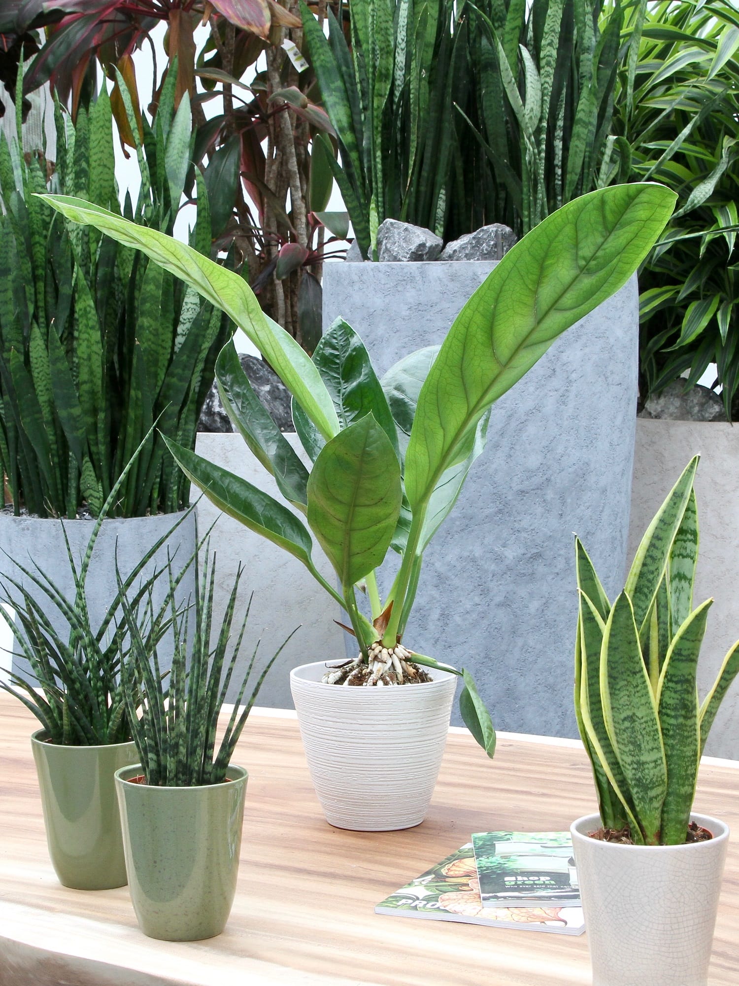 Anthurium Jungle King ↑ 60 cm ⌀ 14 cm - Afbeelding 7