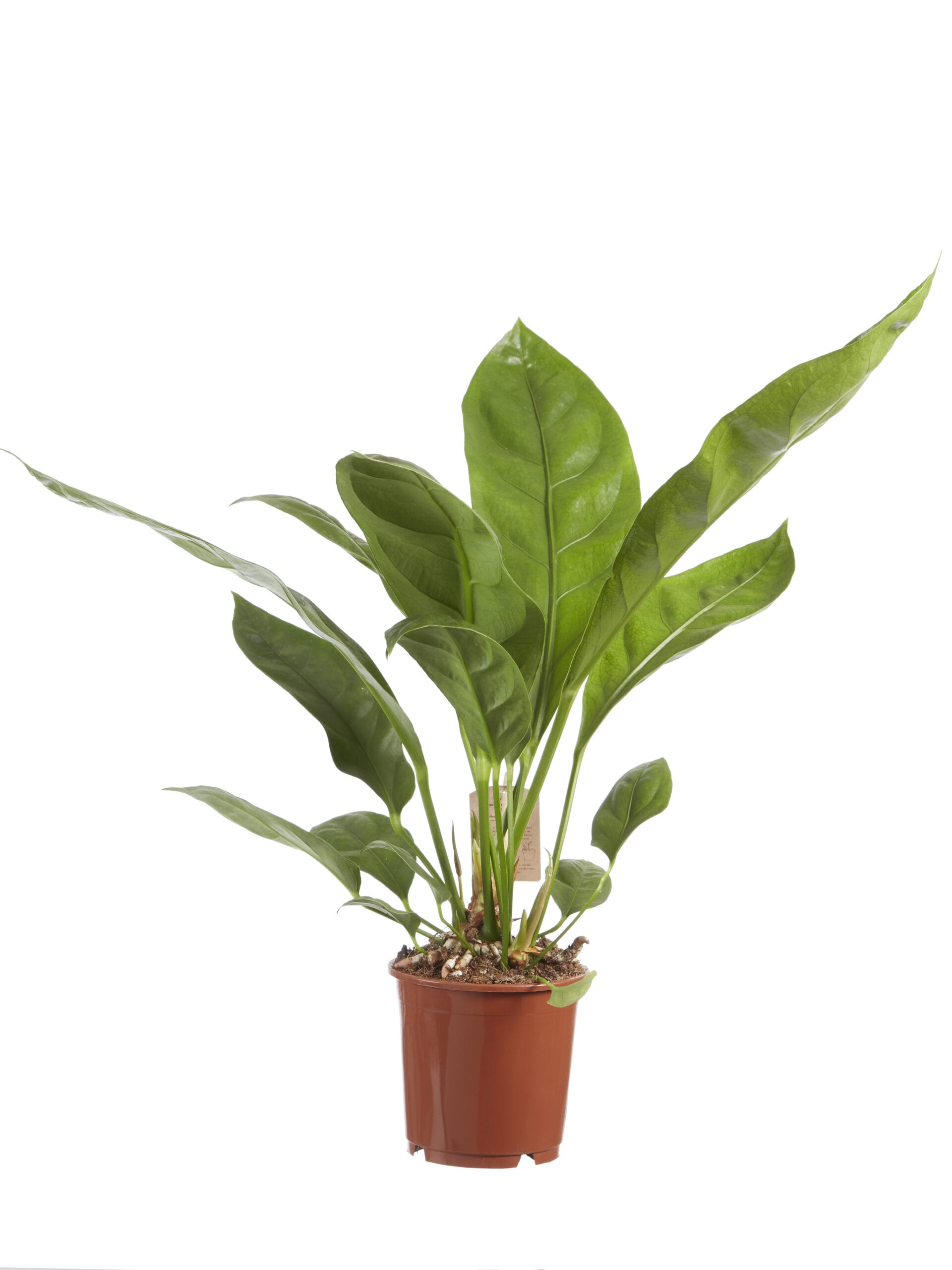 Anthurium Jungle King ↑ 60 cm ⌀ 14 cm