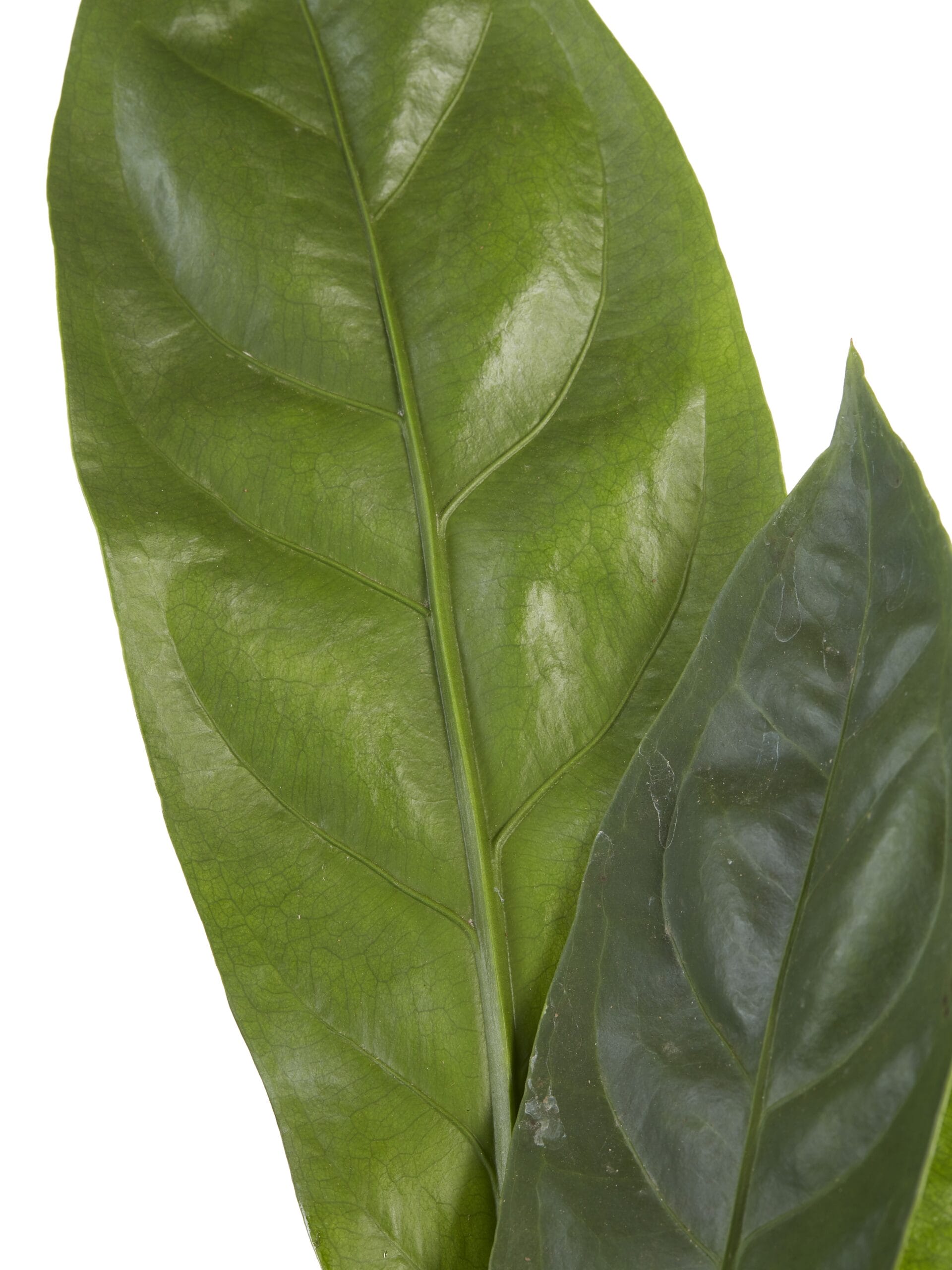 Anthurium Jungle King ↑ 60 cm ⌀ 14 cm - Afbeelding 6