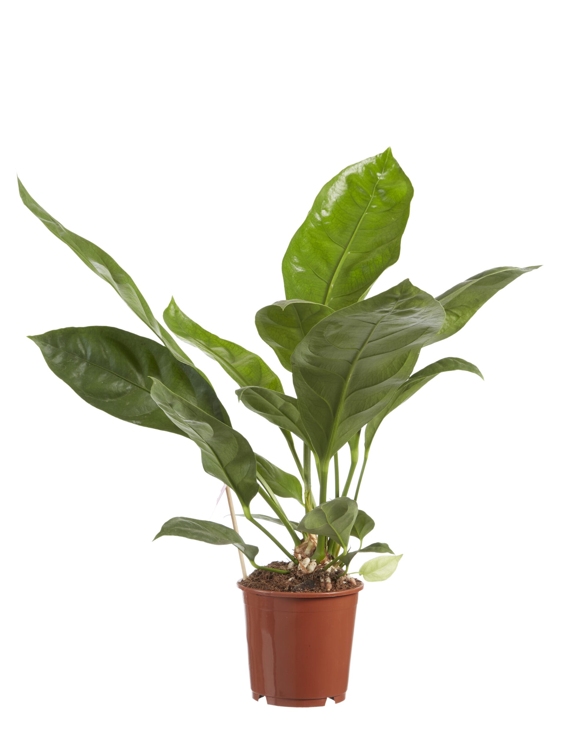 Anthurium Jungle King ↑ 60 cm ⌀ 14 cm - Afbeelding 4