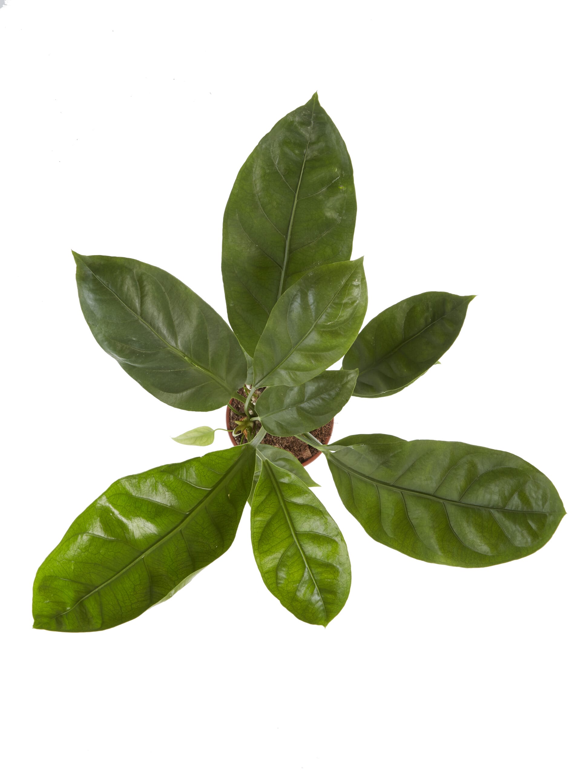 Anthurium Jungle King ↑ 60 cm ⌀ 14 cm - Afbeelding 5