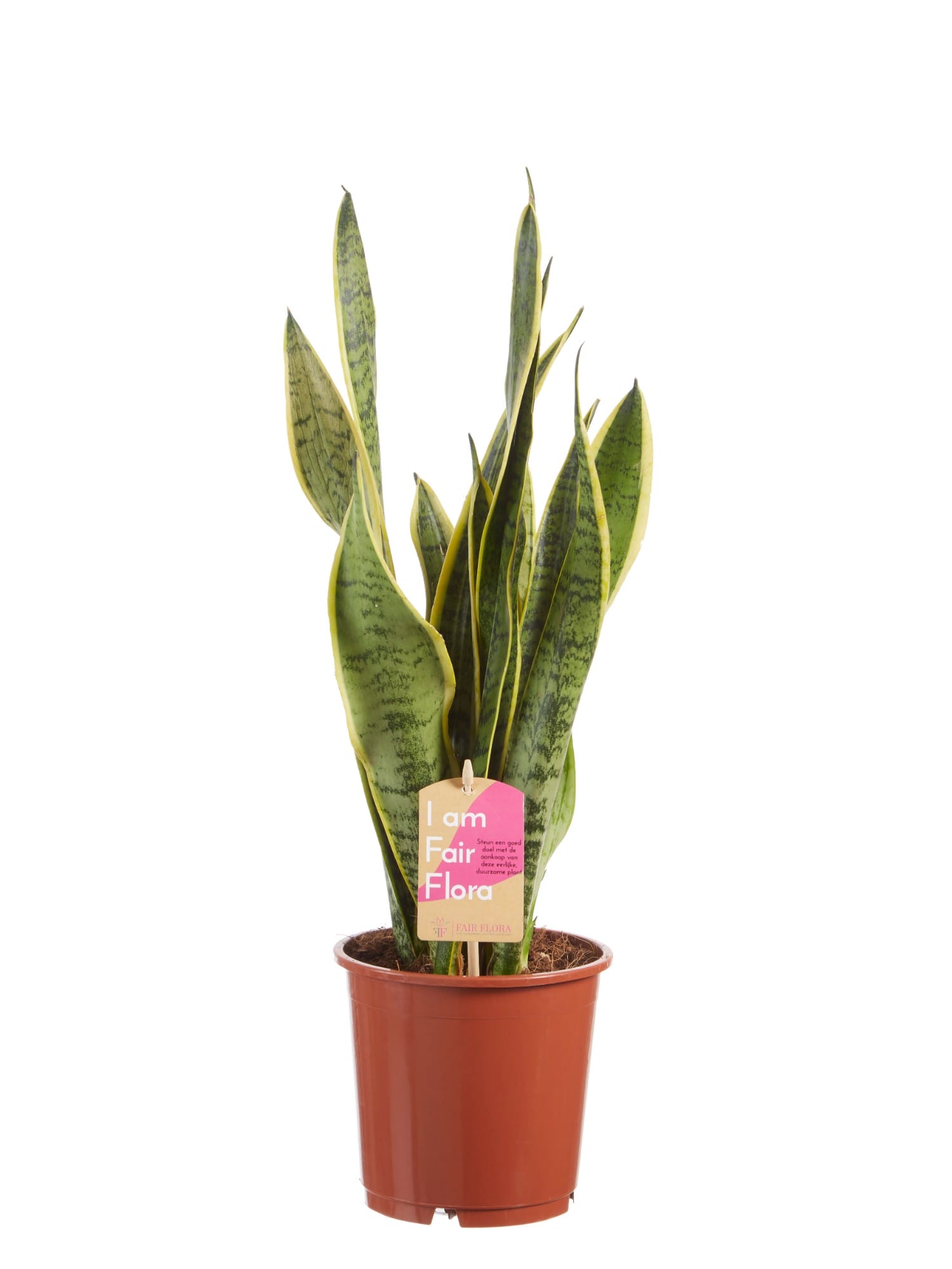Sanseveria Laurentii ↑ 50 cm ⌀ 14 cm - Afbeelding 3