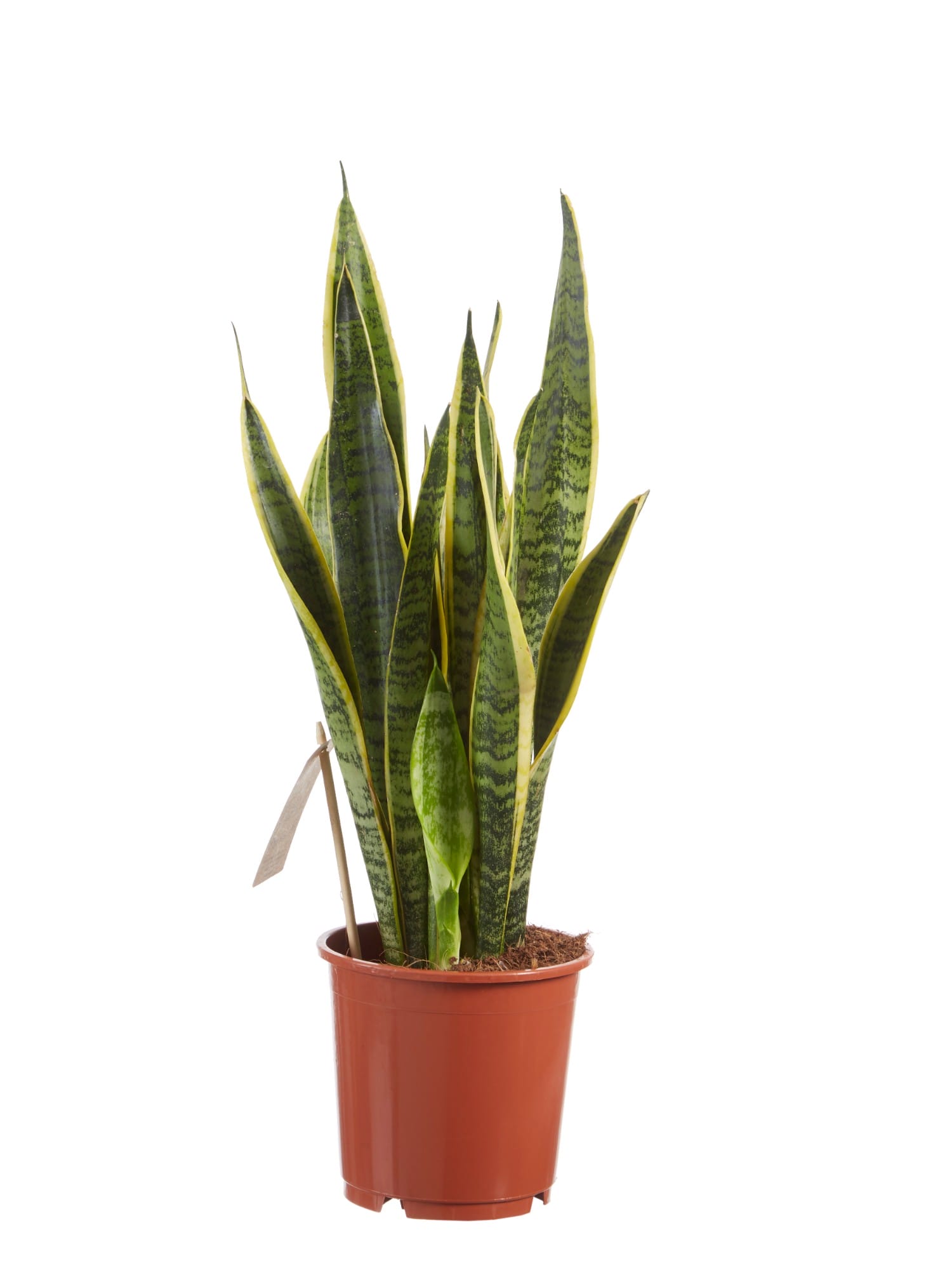 Sanseveria Laurentii ↑ 50 cm ⌀ 14 cm - Afbeelding 4