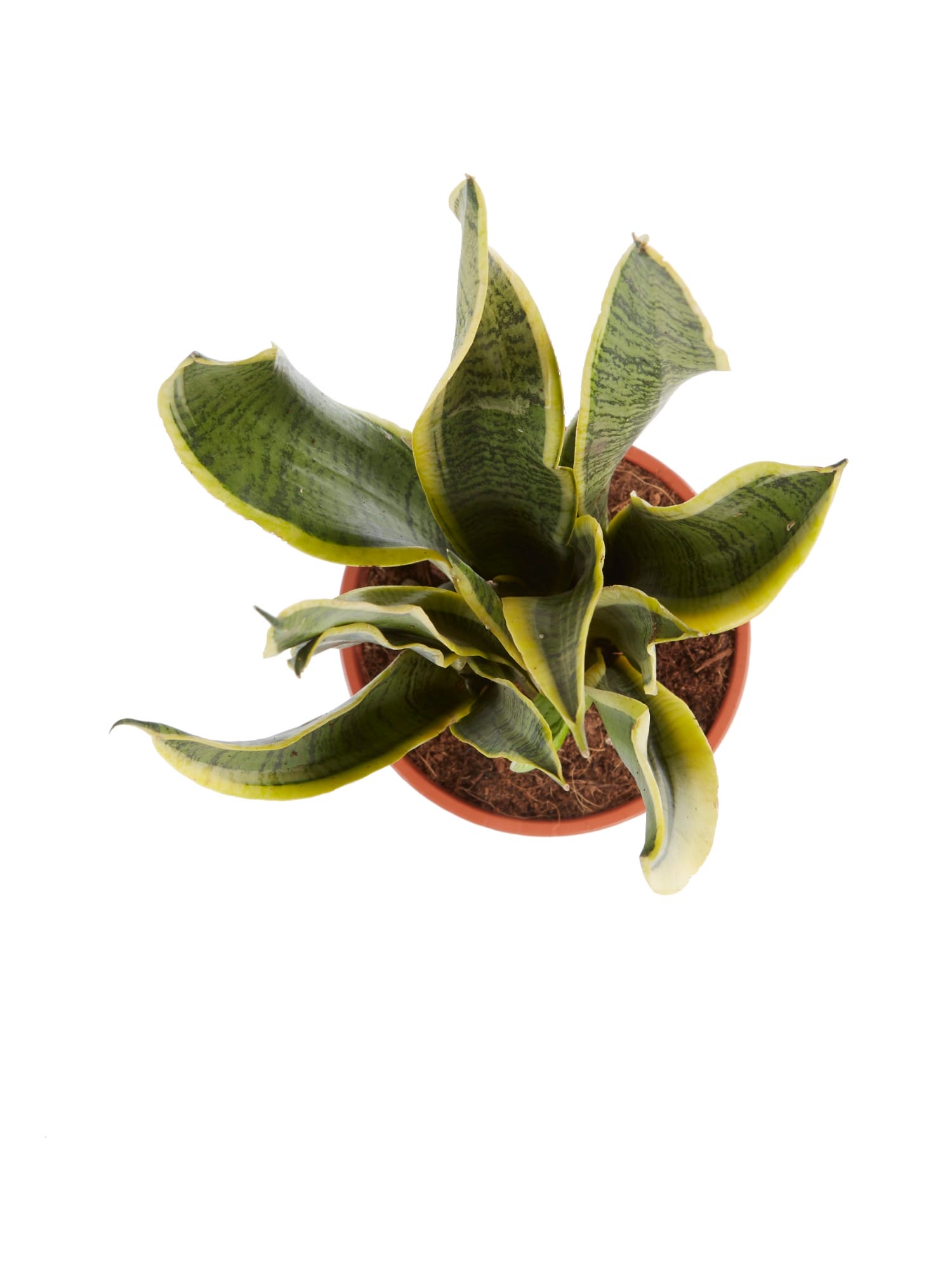 Sanseveria Laurentii ↑ 50 cm ⌀ 14 cm - Afbeelding 5