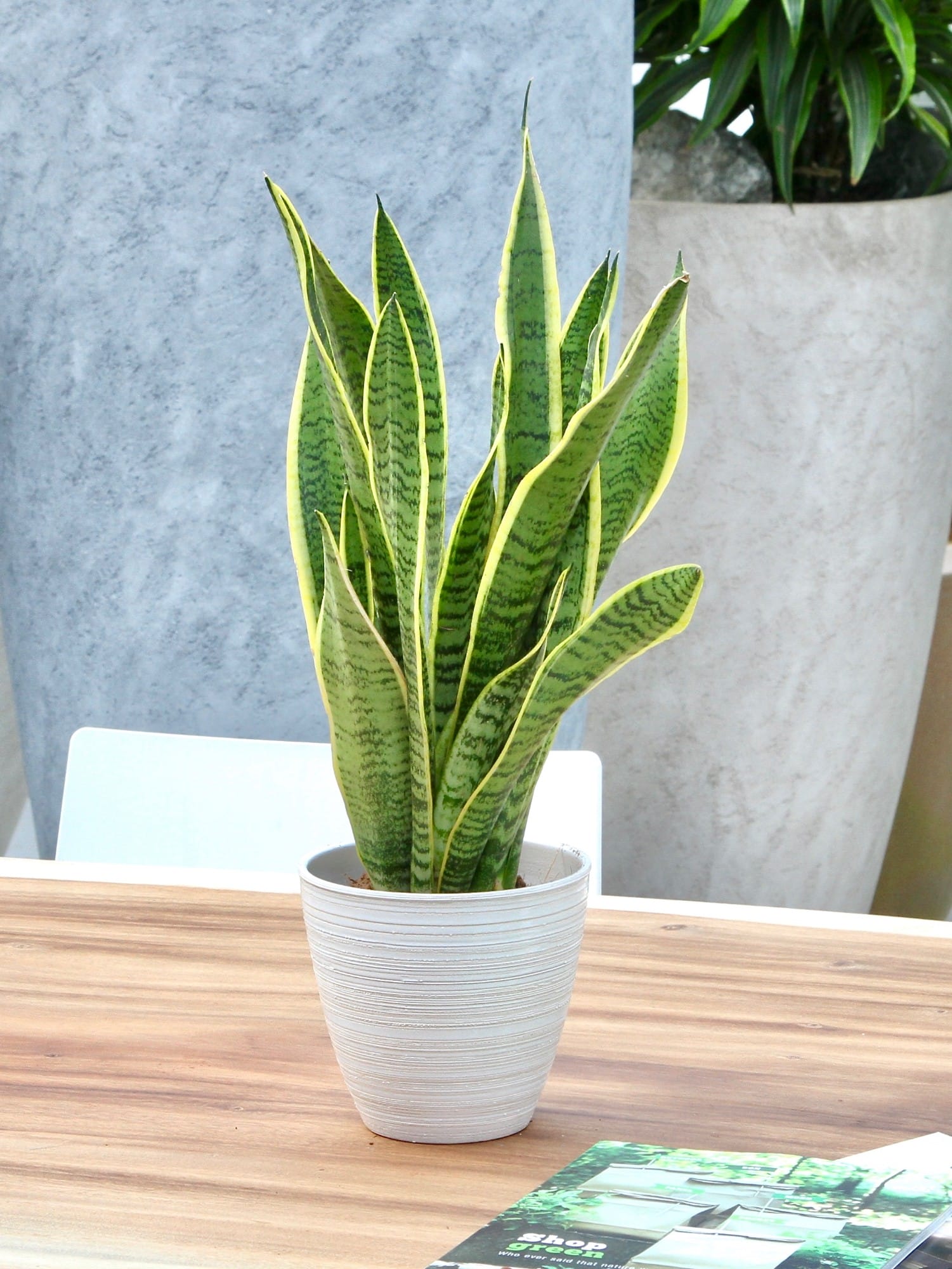 Sanseveria Laurentii ↑ 50 cm ⌀ 14 cm - Afbeelding 6