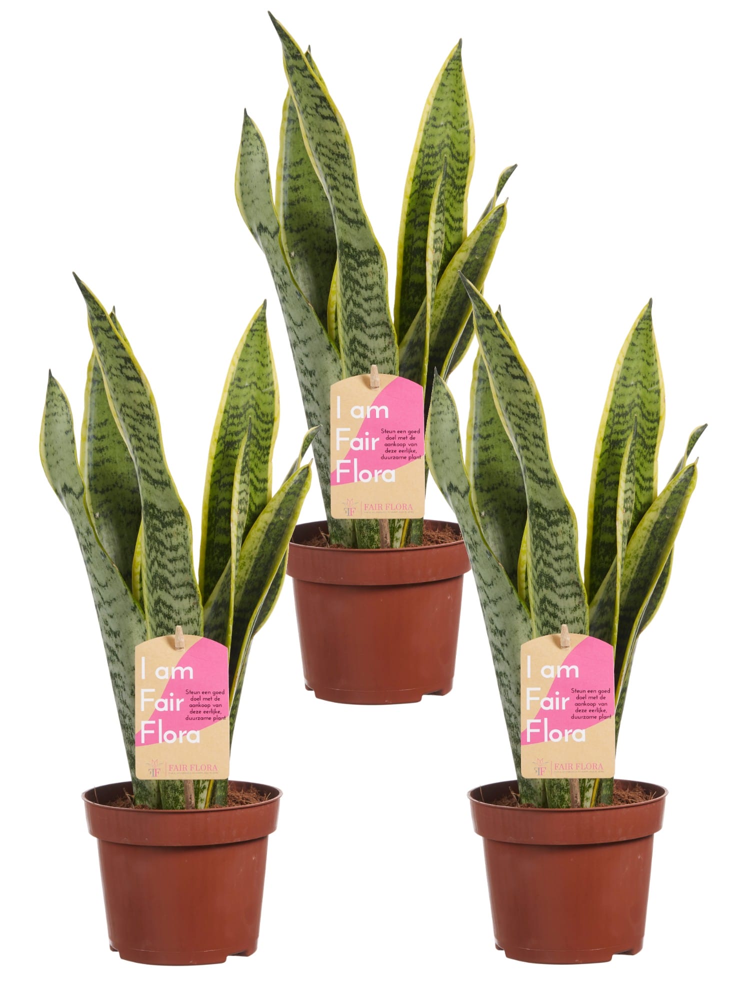 Sanseveria Laurentii - 3 stuks ↑ 40 cm ⌀ 12 cm