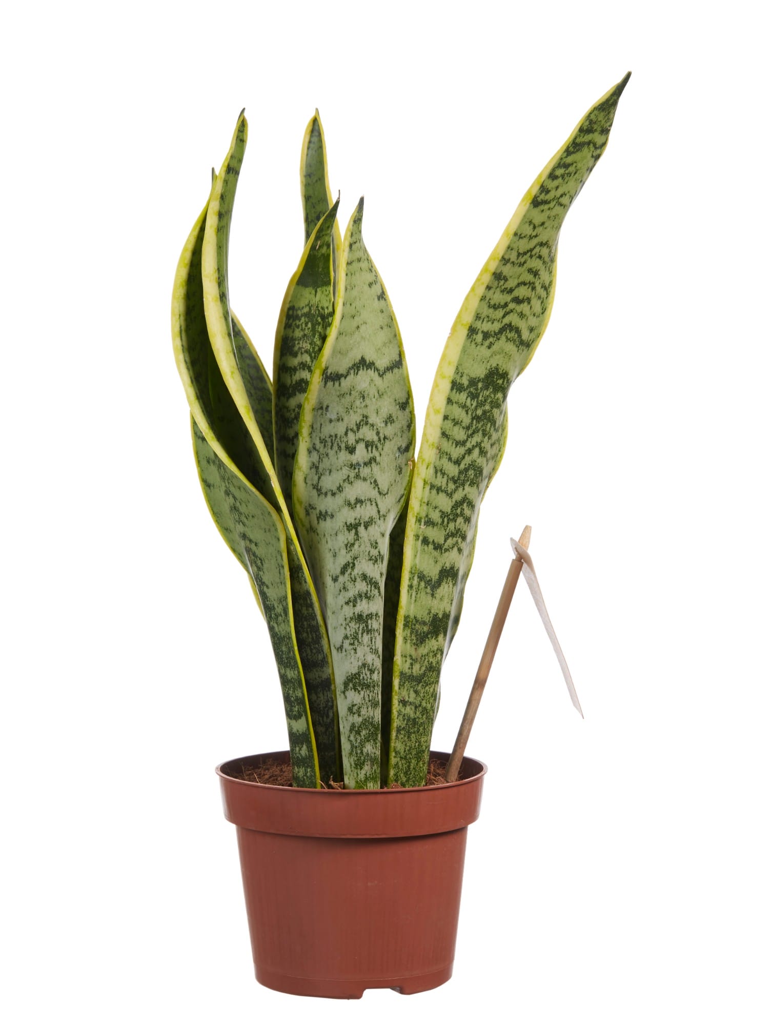 Sanseveria Laurentii - 3 stuks ↑ 40 cm ⌀ 12 cm - Afbeelding 3
