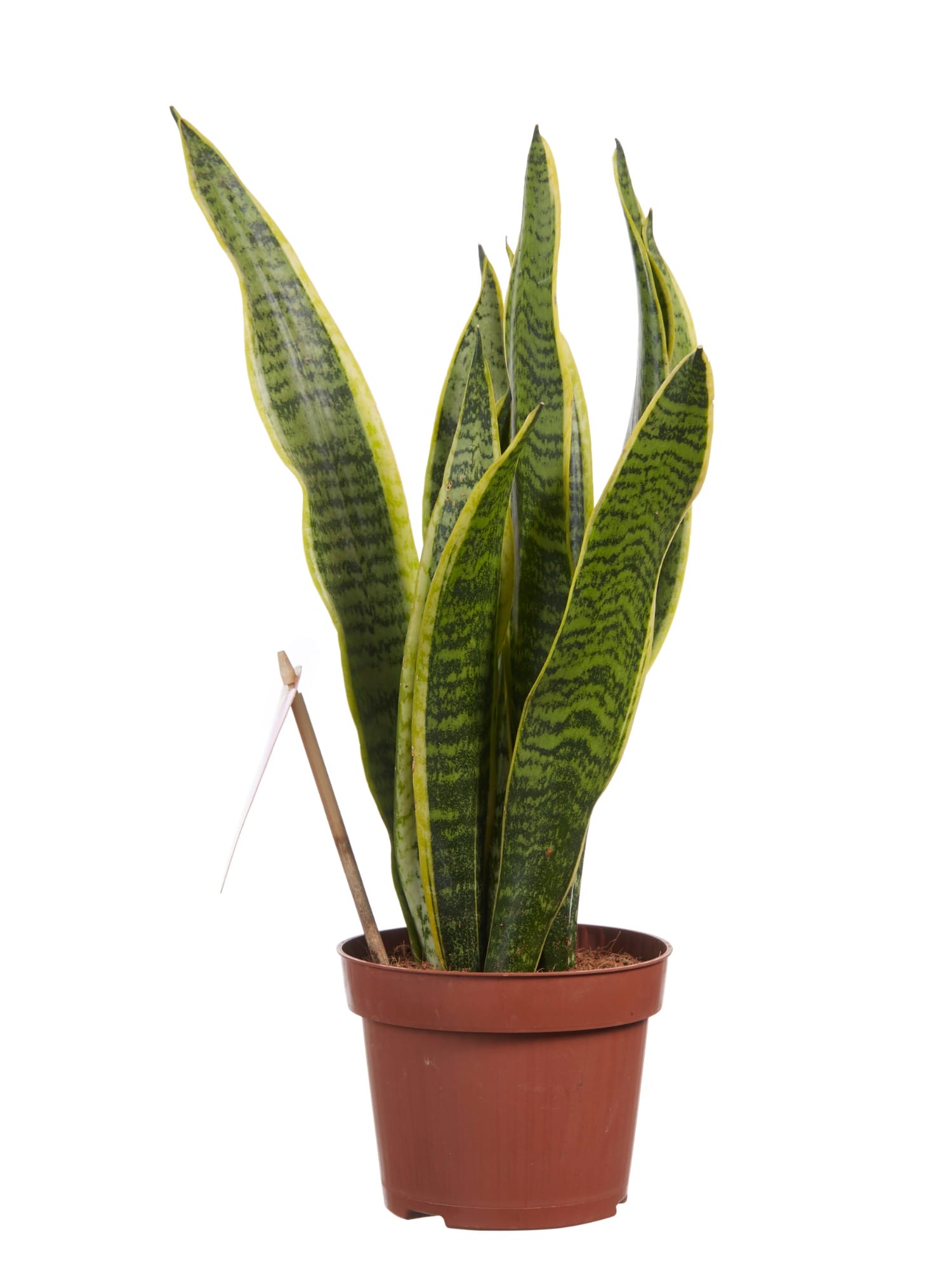 Sanseveria Laurentii - 3 stuks ↑ 40 cm ⌀ 12 cm - Afbeelding 4