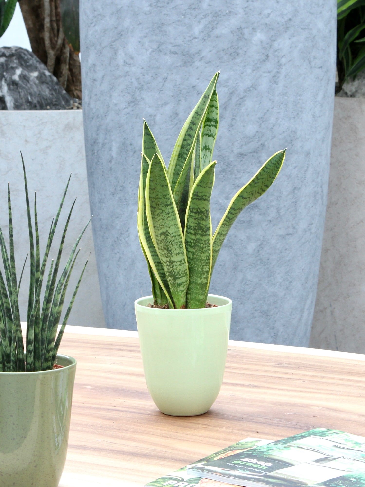 Sanseveria Laurentii - 3 stuks ↑ 40 cm ⌀ 12 cm - Afbeelding 6