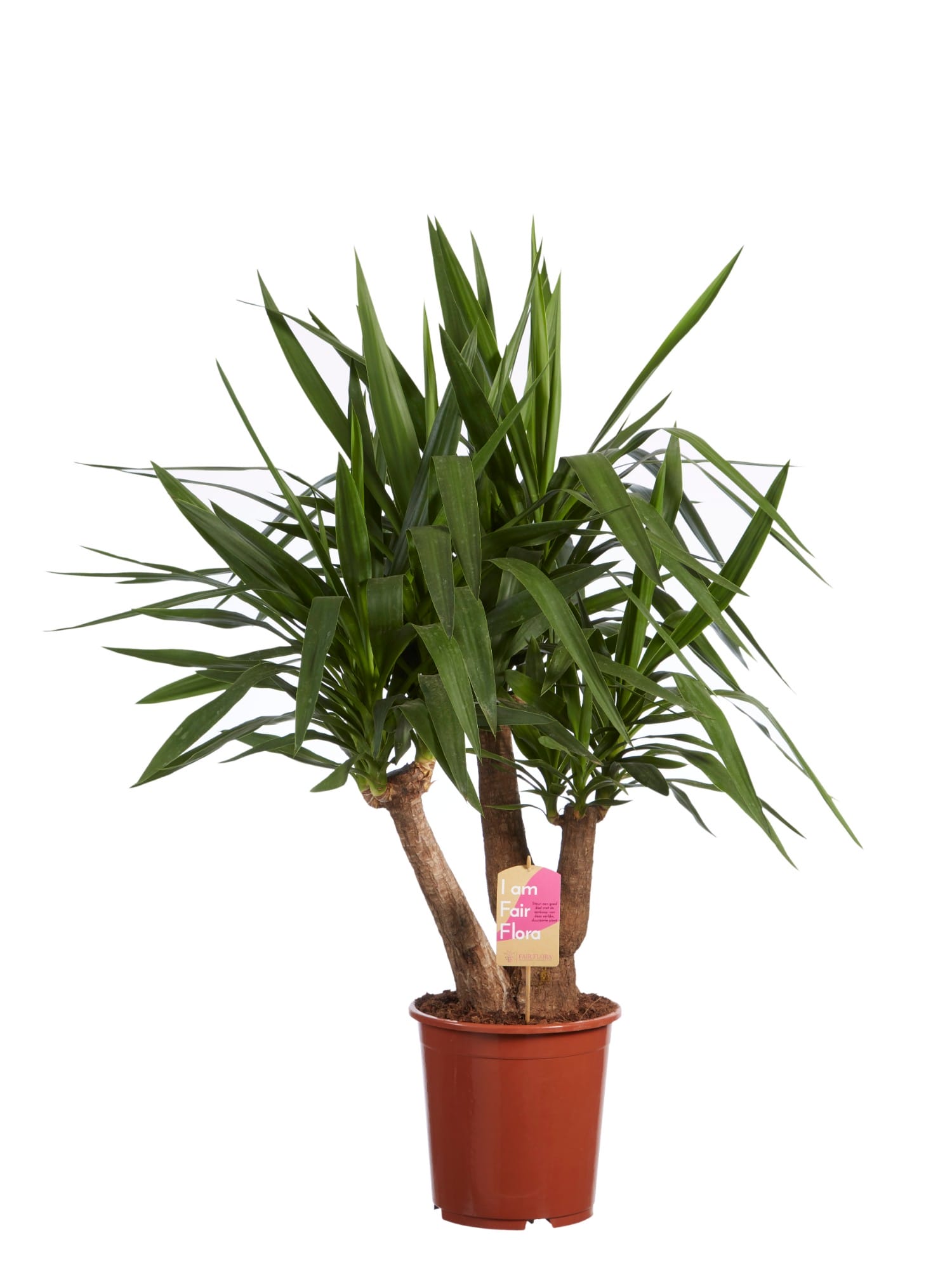 Yucca - kamerplant ↑ 100 cm ⌀ 27 cm - Afbeelding 3