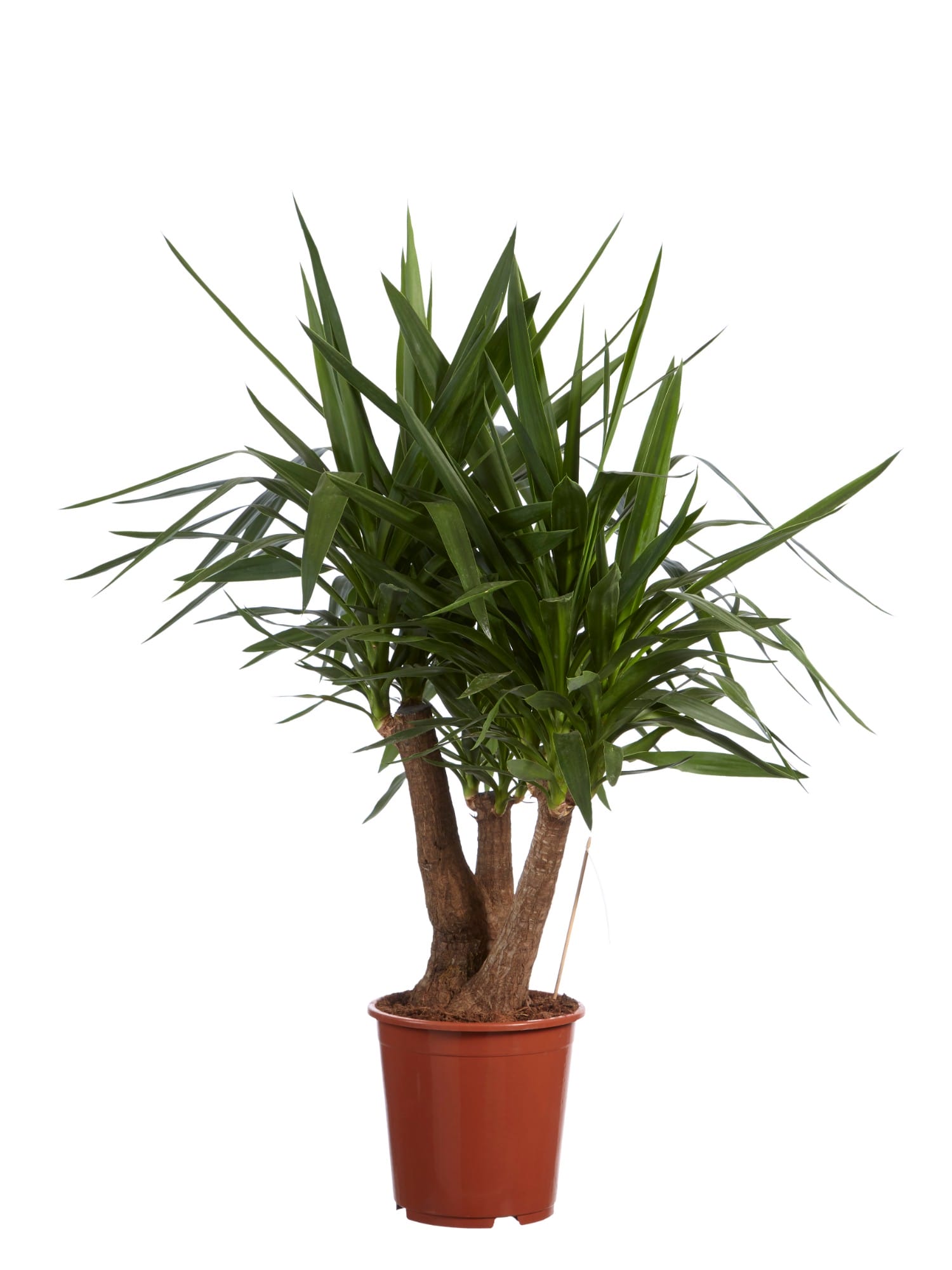 Yucca - kamerplant ↑ 100 cm ⌀ 27 cm