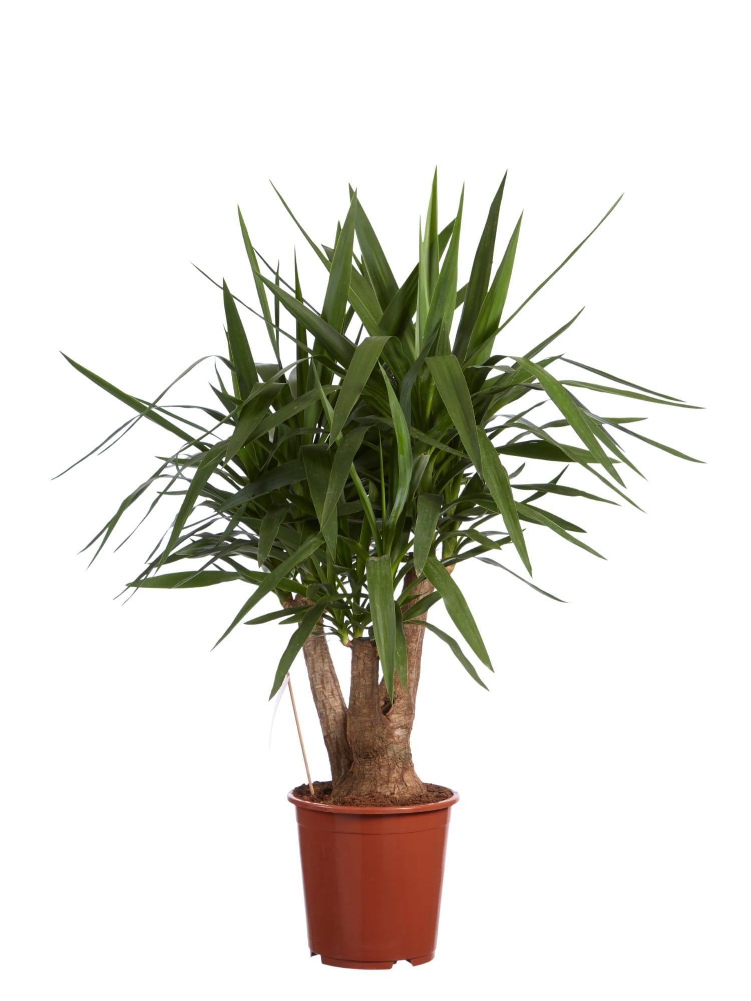 Yucca - kamerplant ↑ 100 cm ⌀ 27 cm - Afbeelding 4