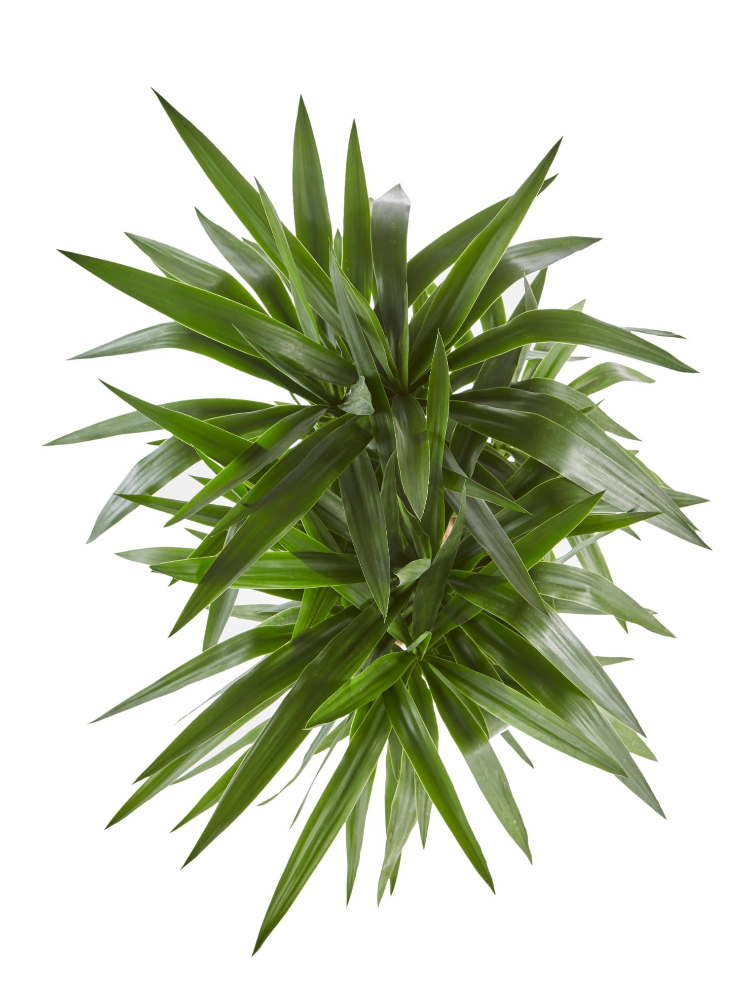 Yucca - kamerplant ↑ 100 cm ⌀ 27 cm - Afbeelding 5