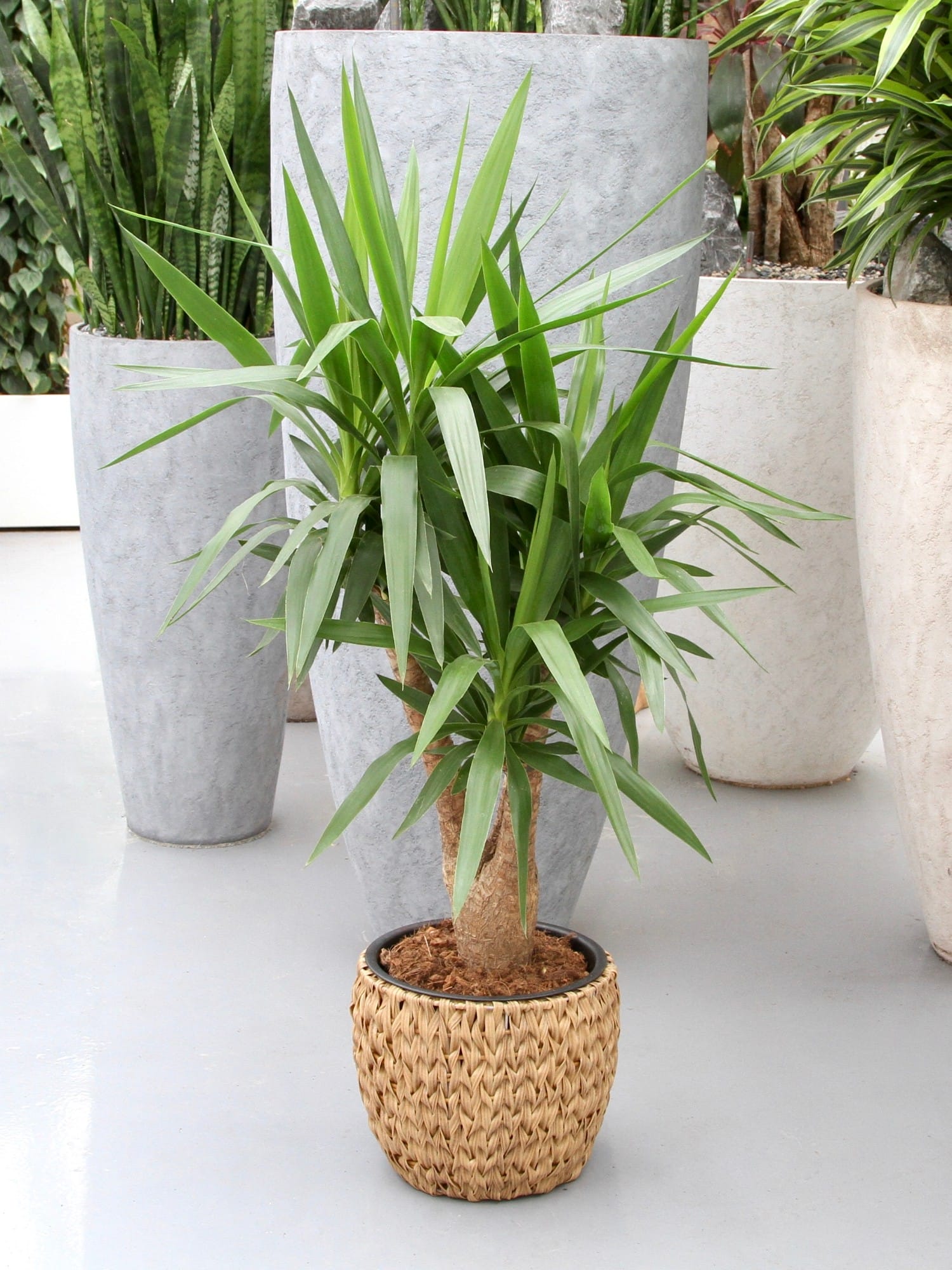 Yucca - kamerplant ↑ 100 cm ⌀ 27 cm - Afbeelding 6