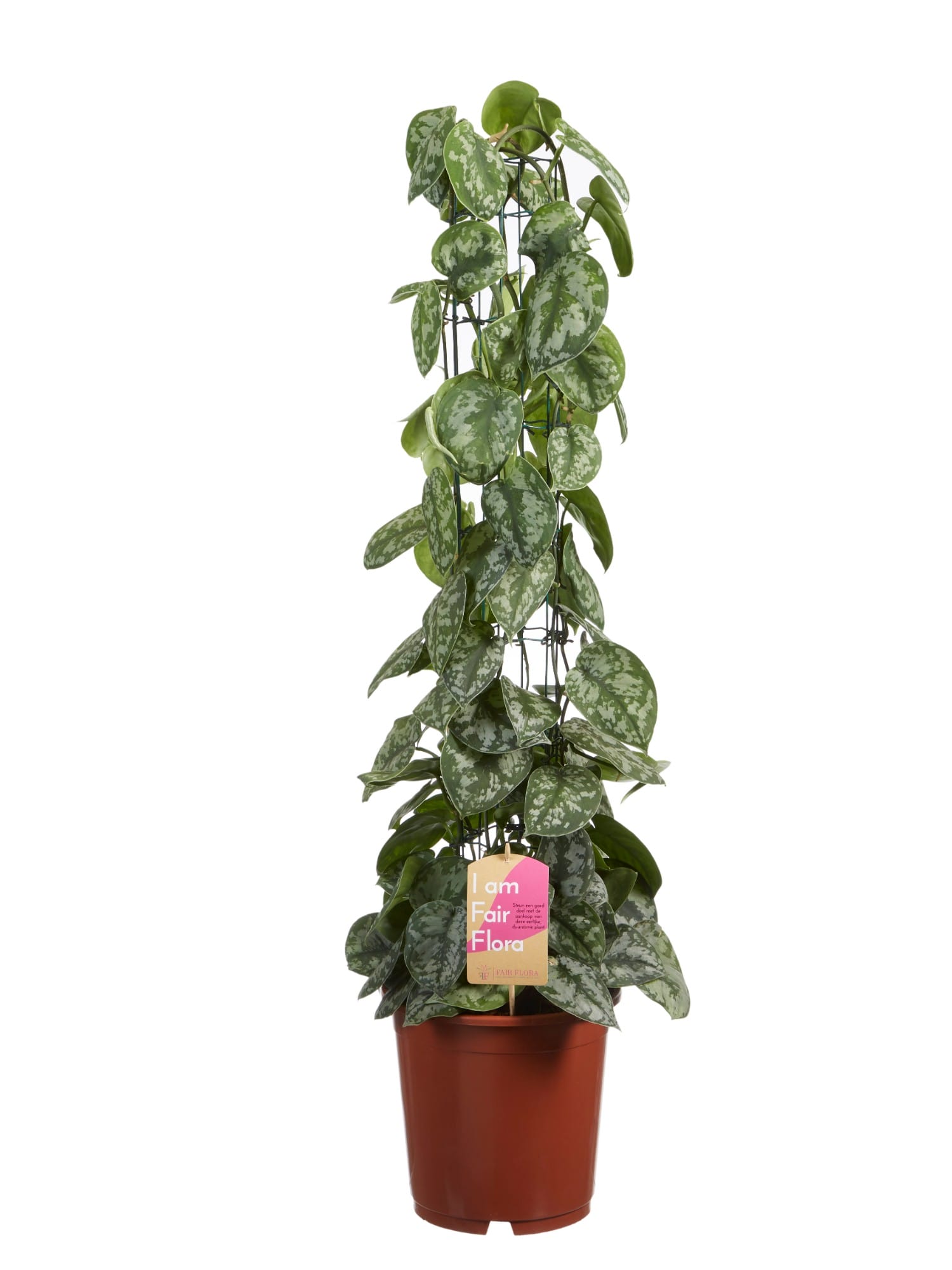 Scindapsus Trebie ↑ 120 cm ⌀ 24 cm - Afbeelding 3