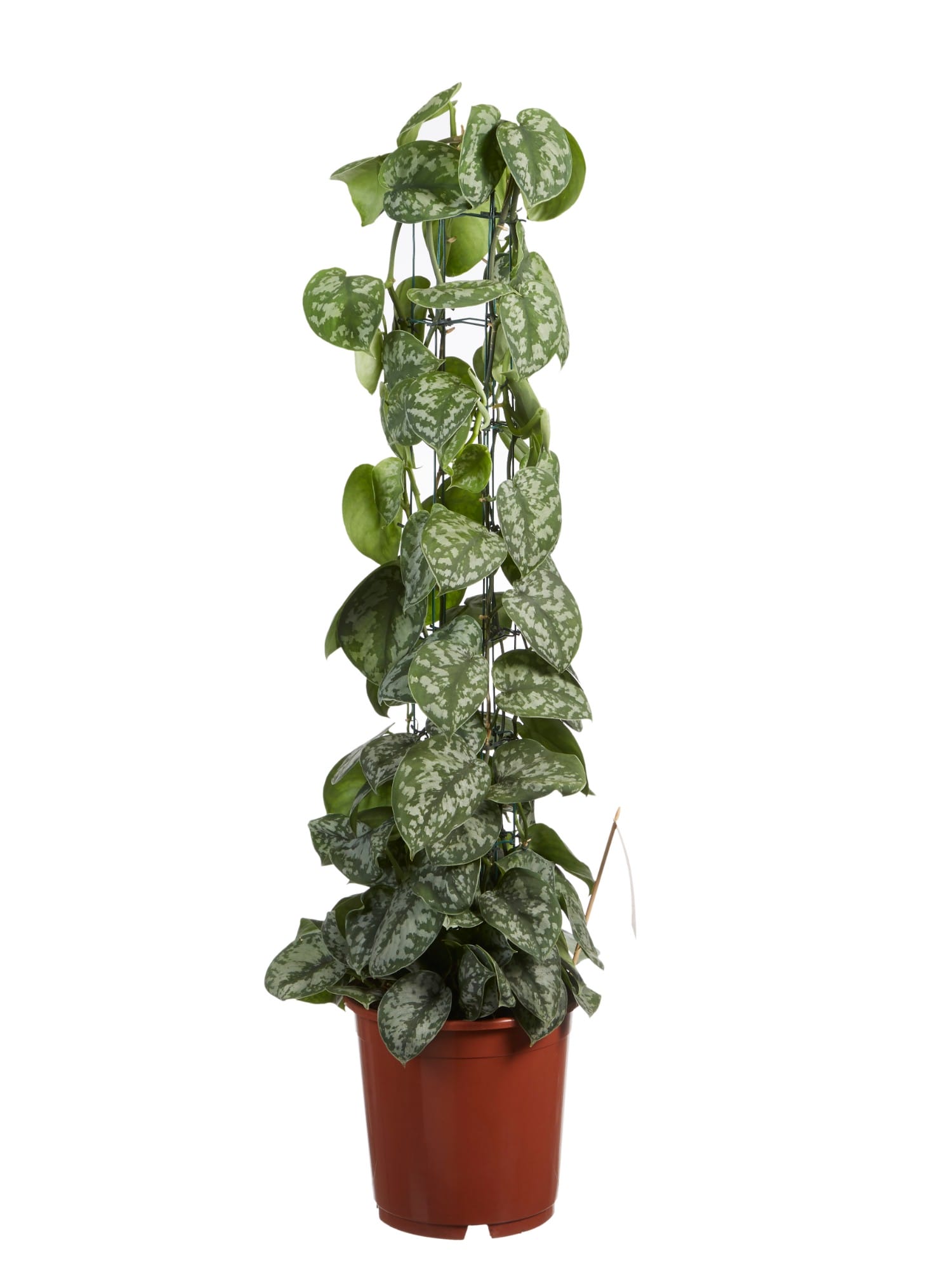 Scindapsus Trebie ↑ 120 cm ⌀ 24 cm - Afbeelding 4