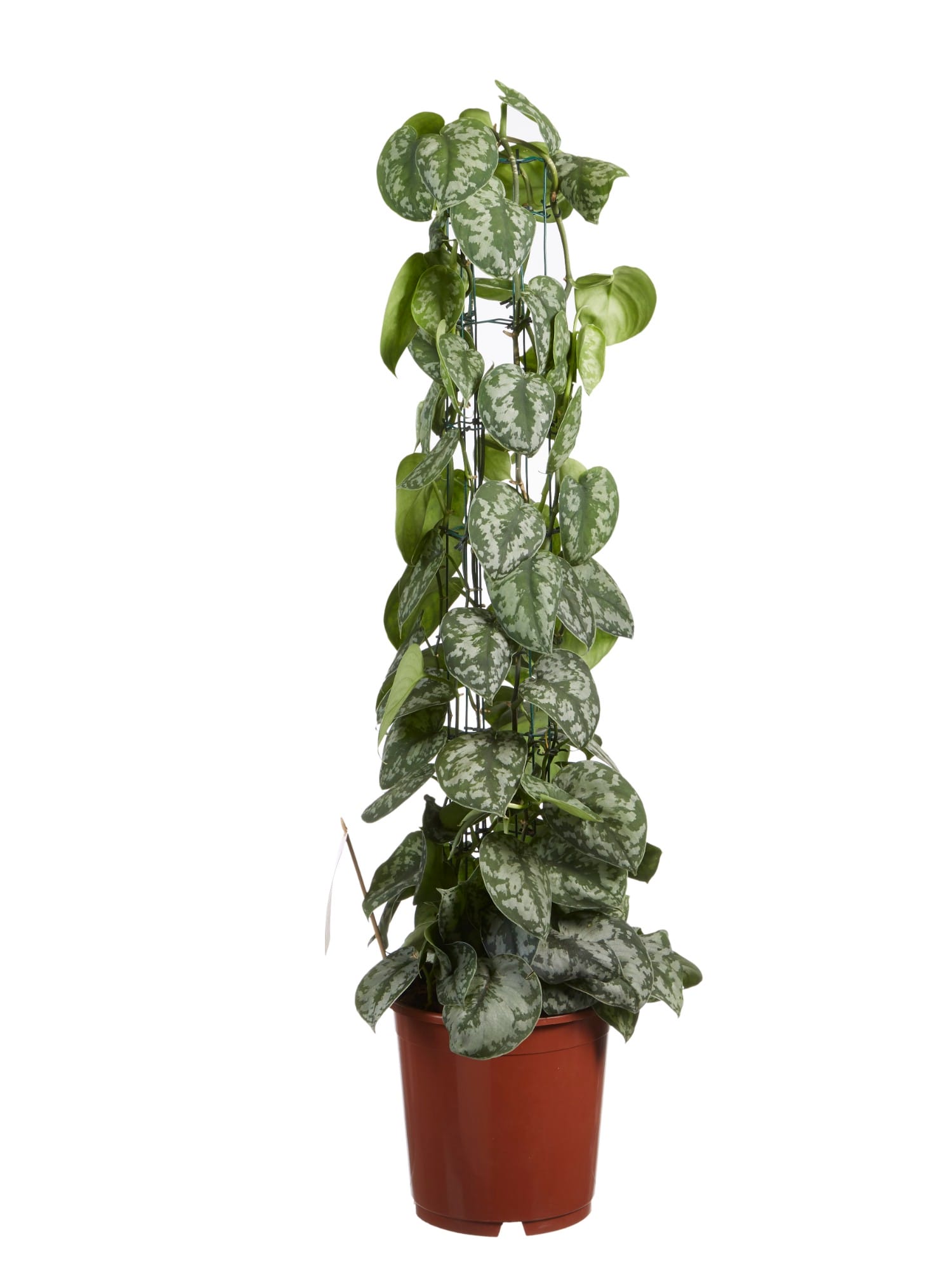 Scindapsus Trebie ↑ 120 cm ⌀ 24 cm